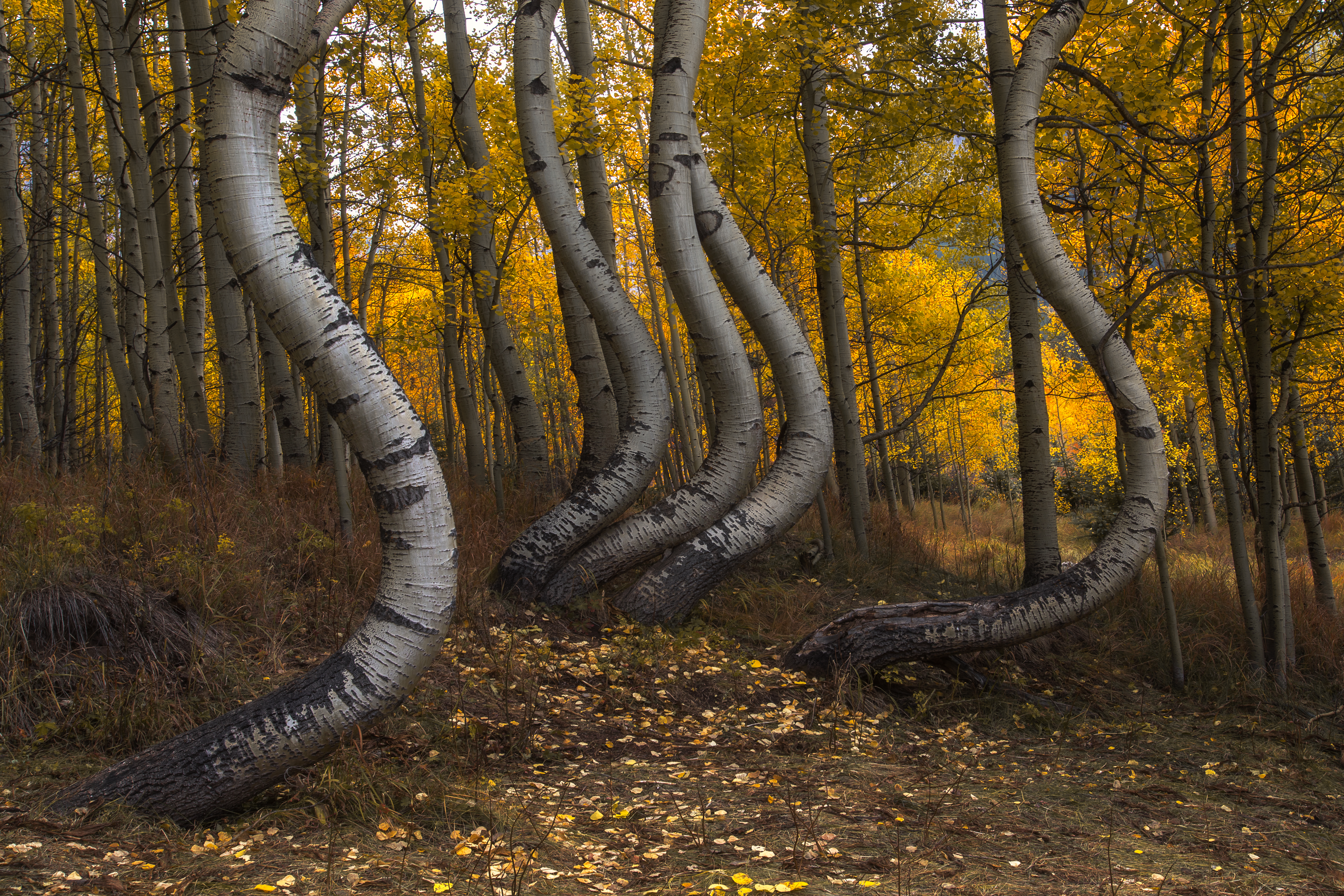 Free photo Curved trees Aspen Park