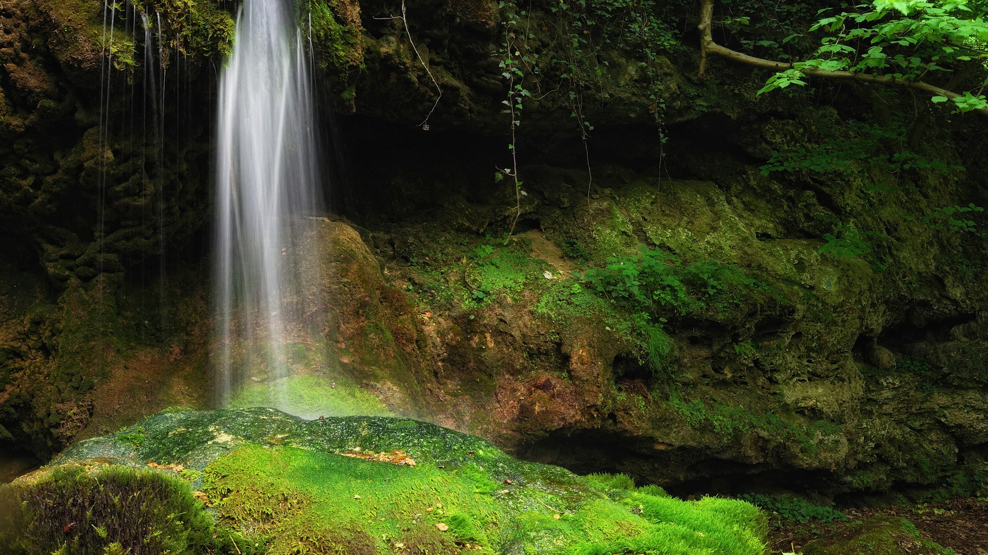 Wallpapers landscape vegetation tropical forest on the desktop