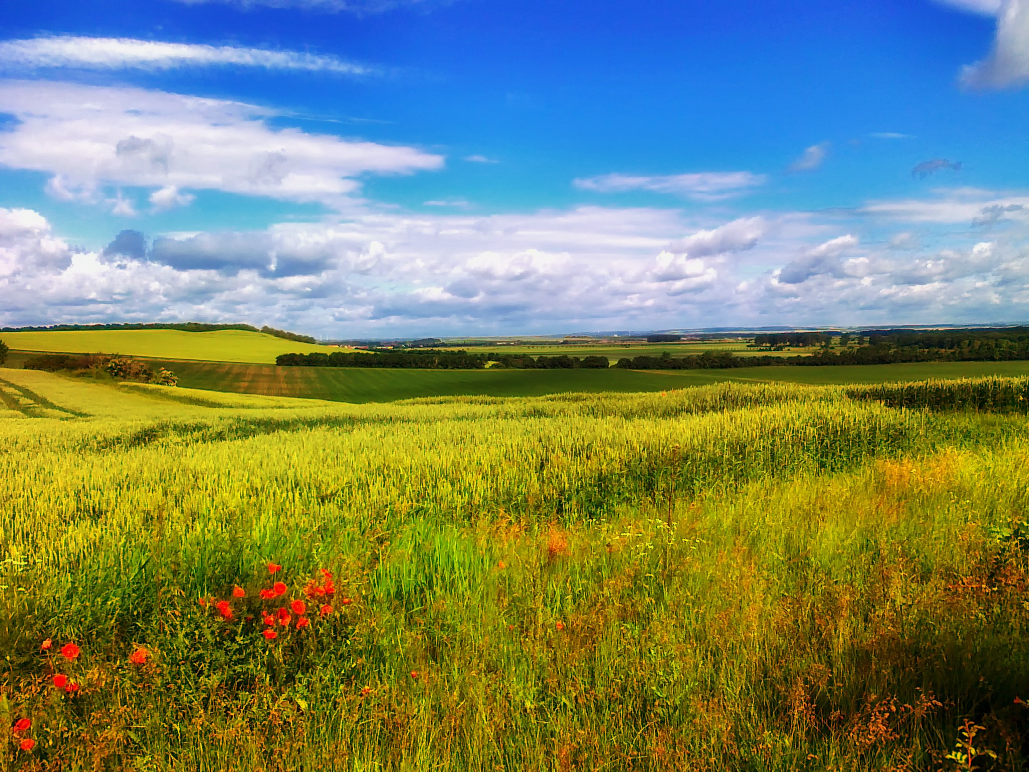 Free photo A large summer field with green grass