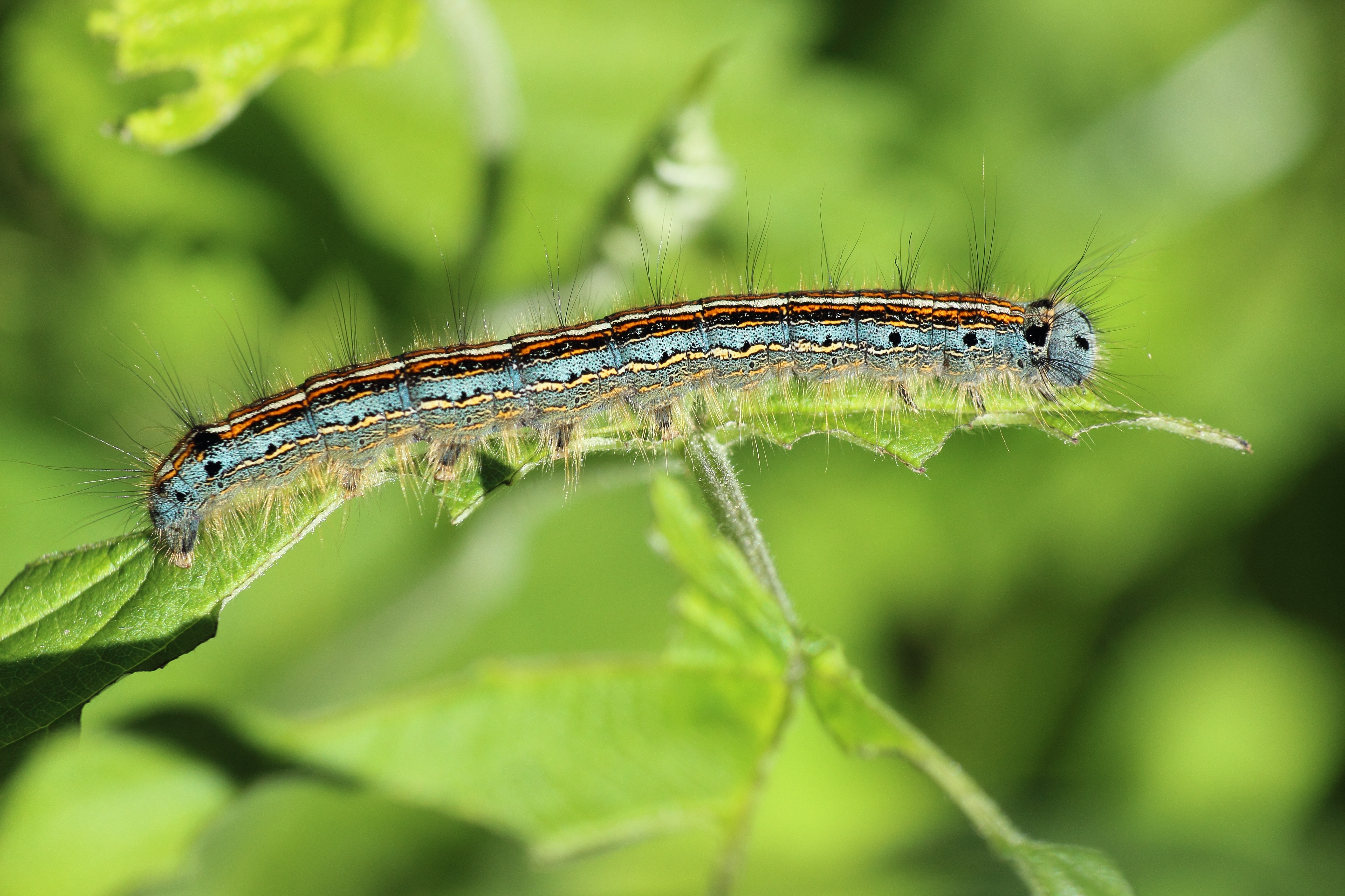 Free photo A caterpillar eats a green leaf