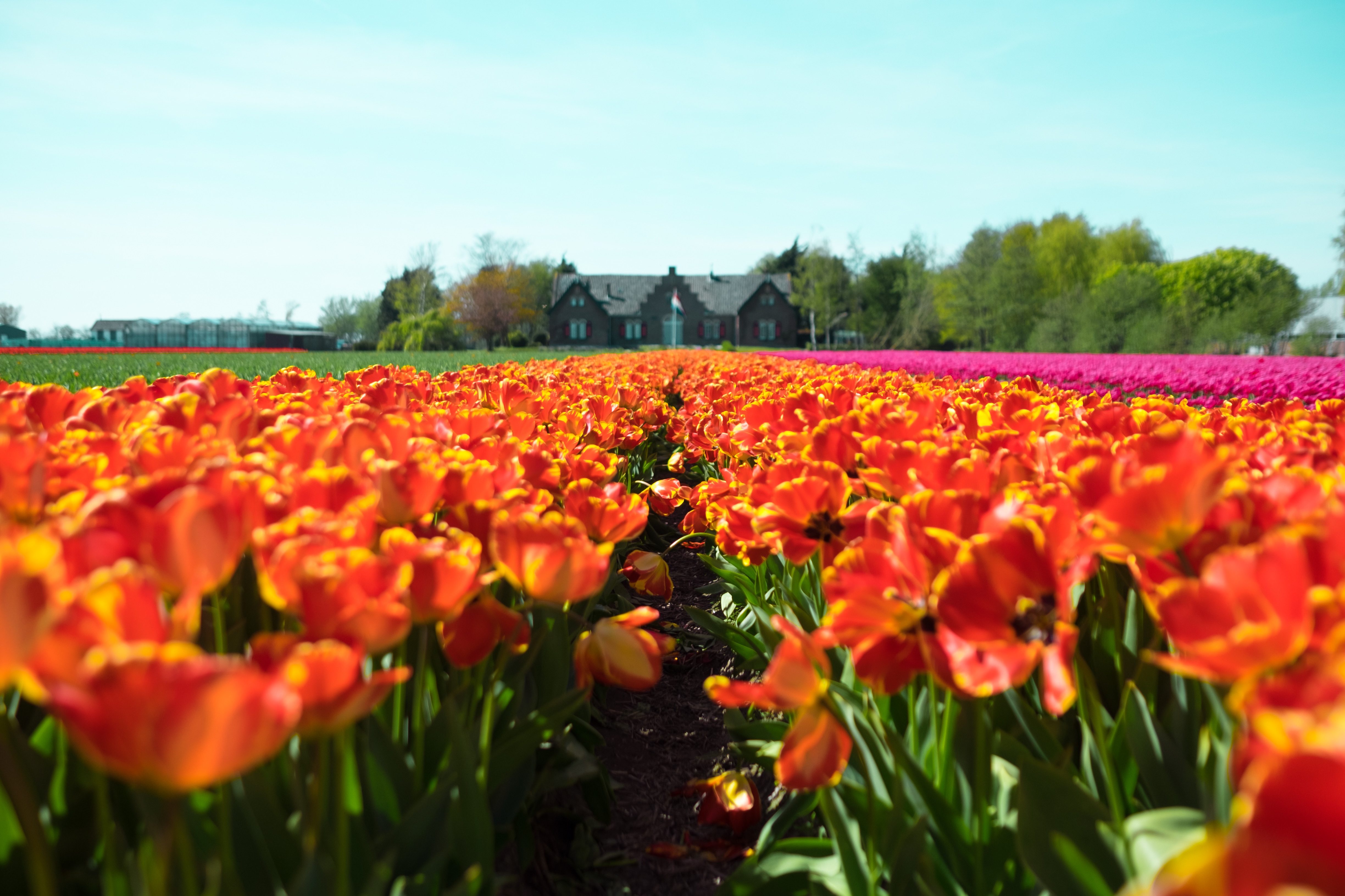 Wallpapers netherland field flower on the desktop