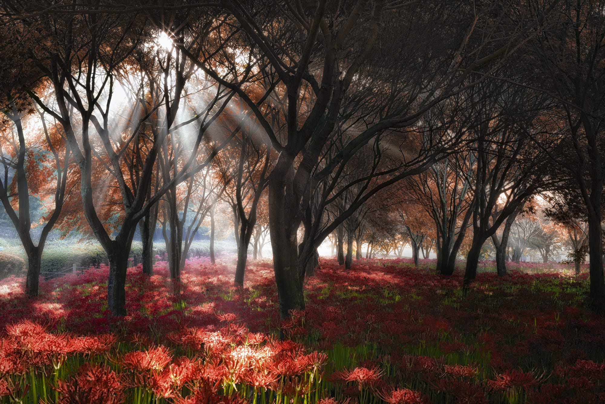 Free photo Trees in a park in south Korea in sunny weather