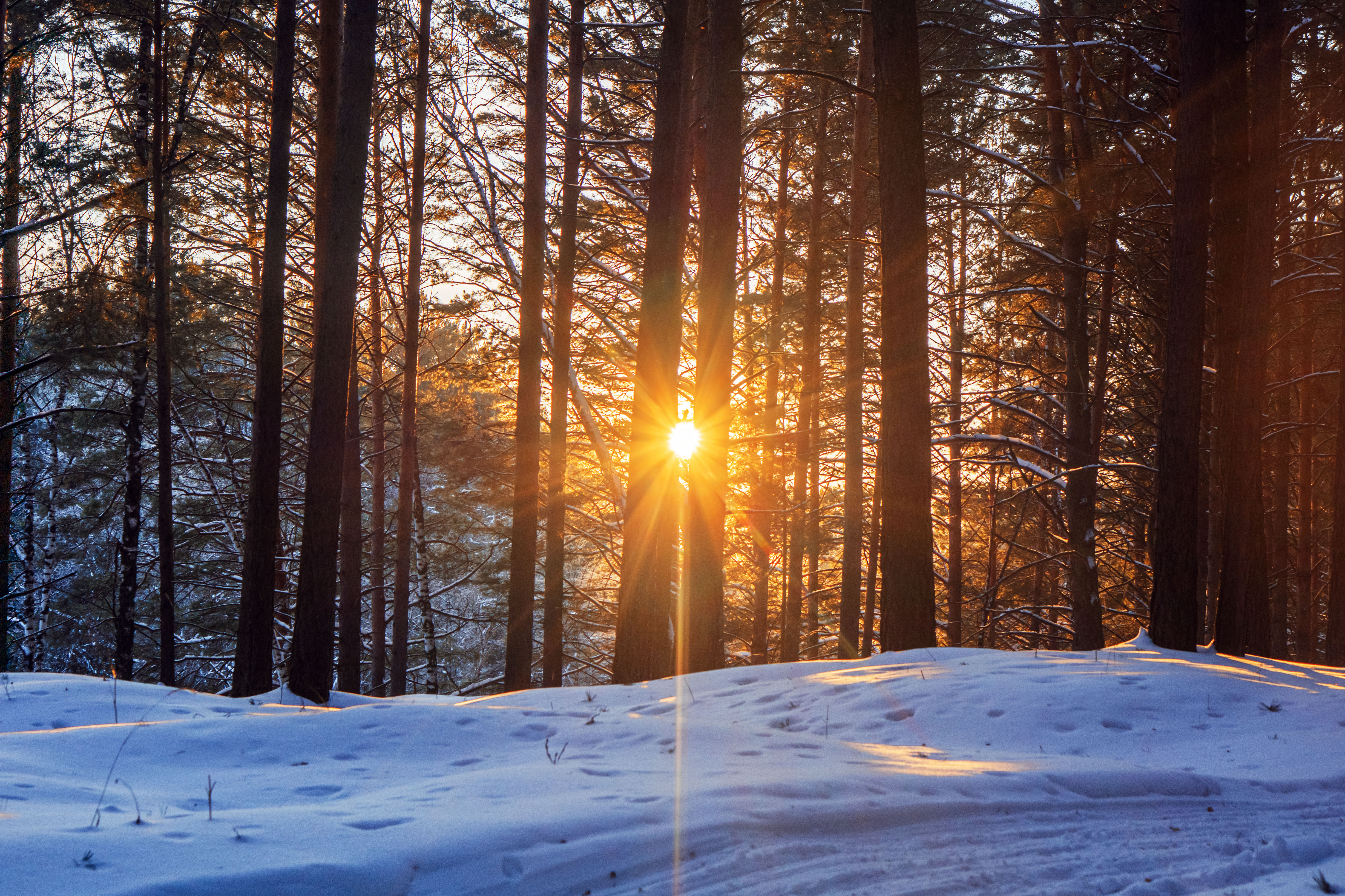 桌面上的壁纸冬季 天 森林