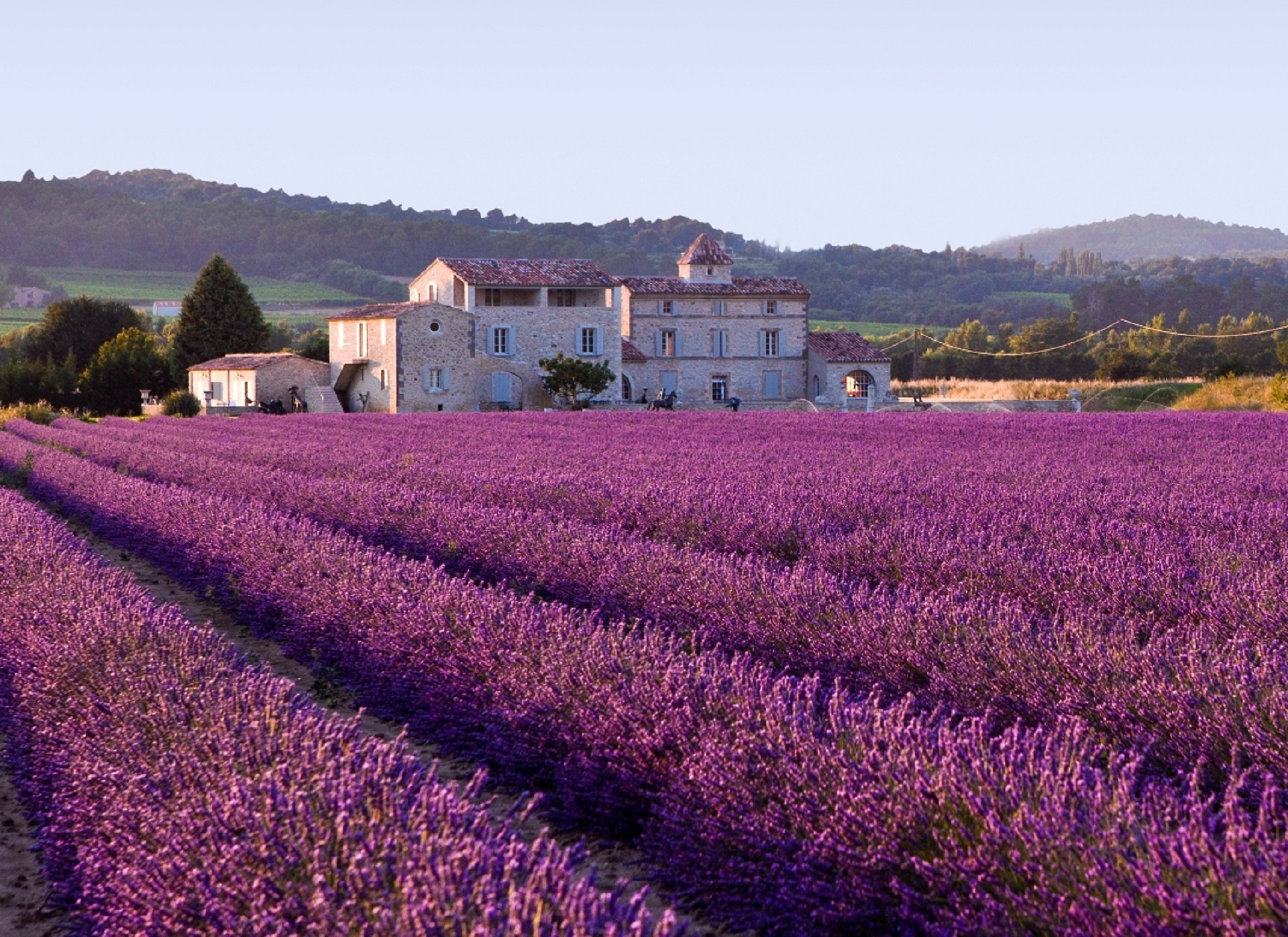 Free photo Seeded fields of lavender bushes