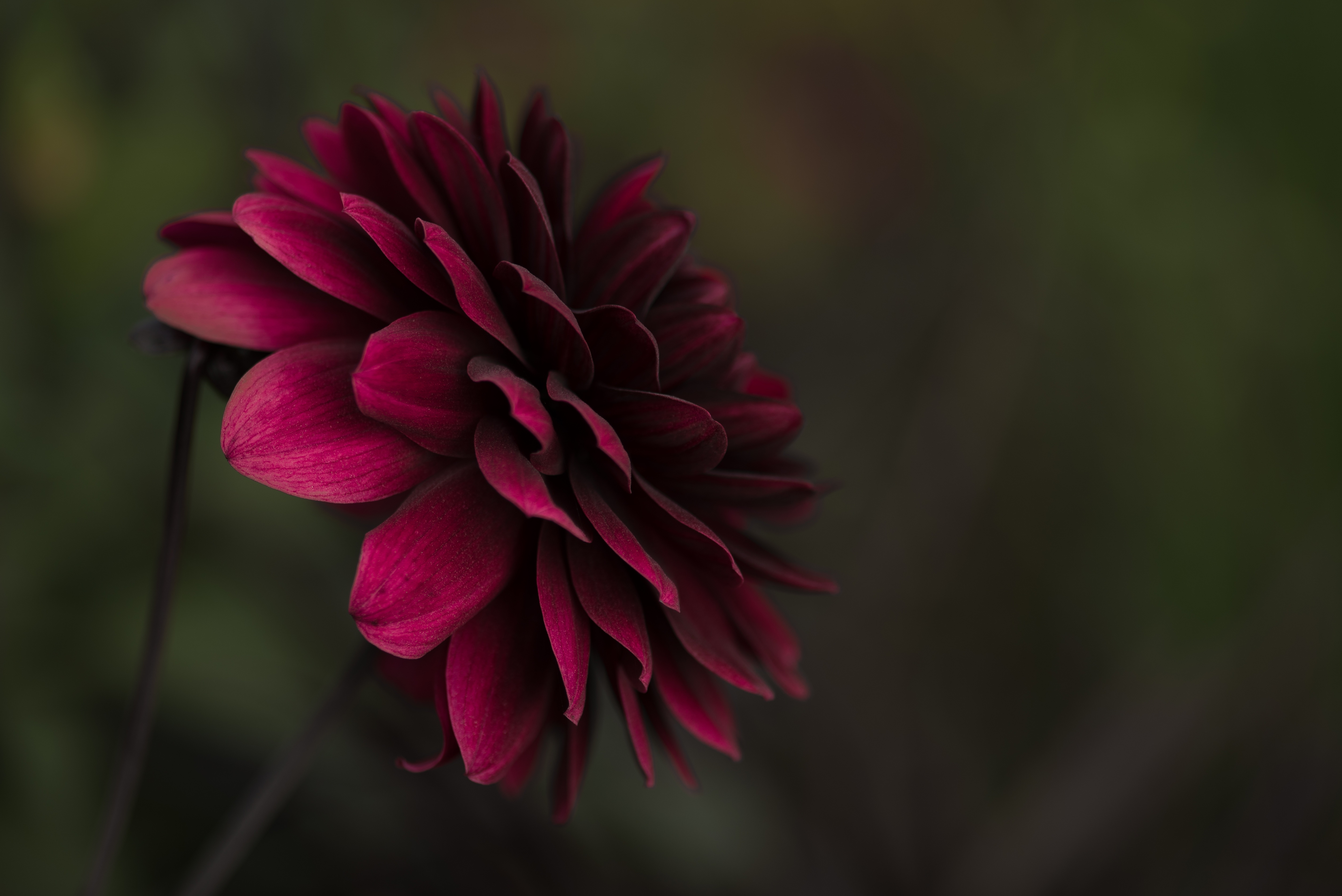 Free photo The burgundy flower petals