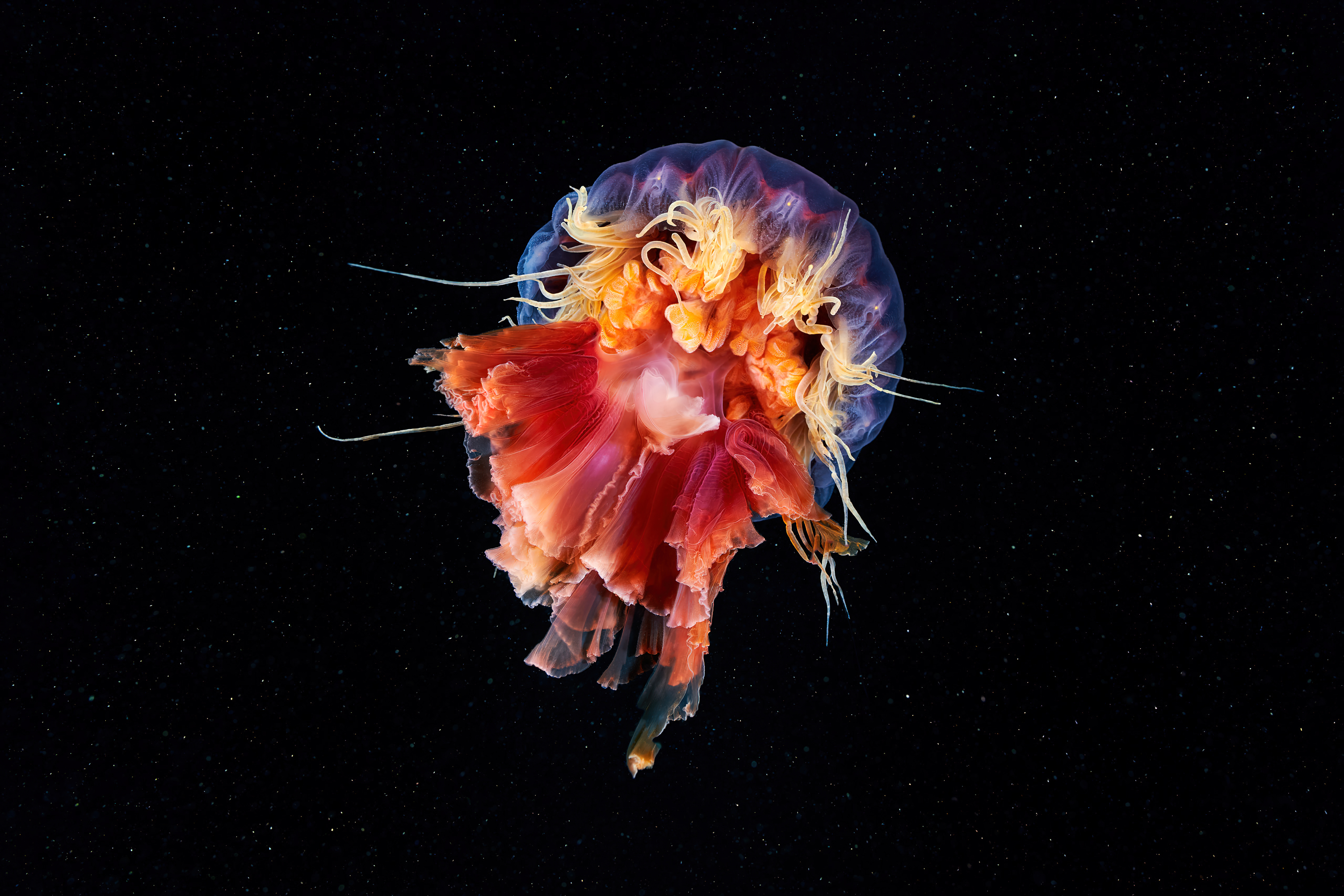 An unusually beautiful jellyfish