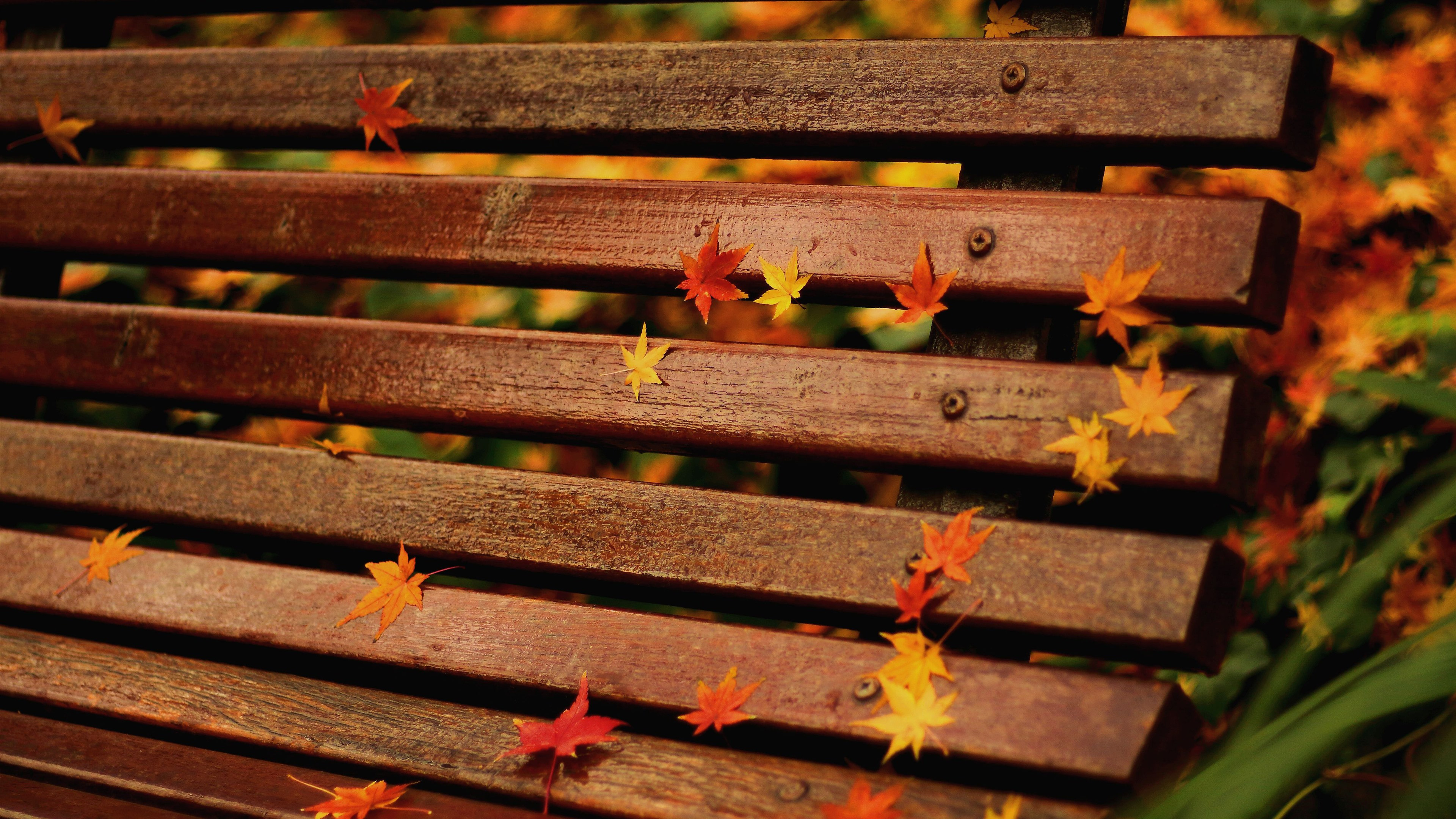 免费照片枫叶铺满木凳