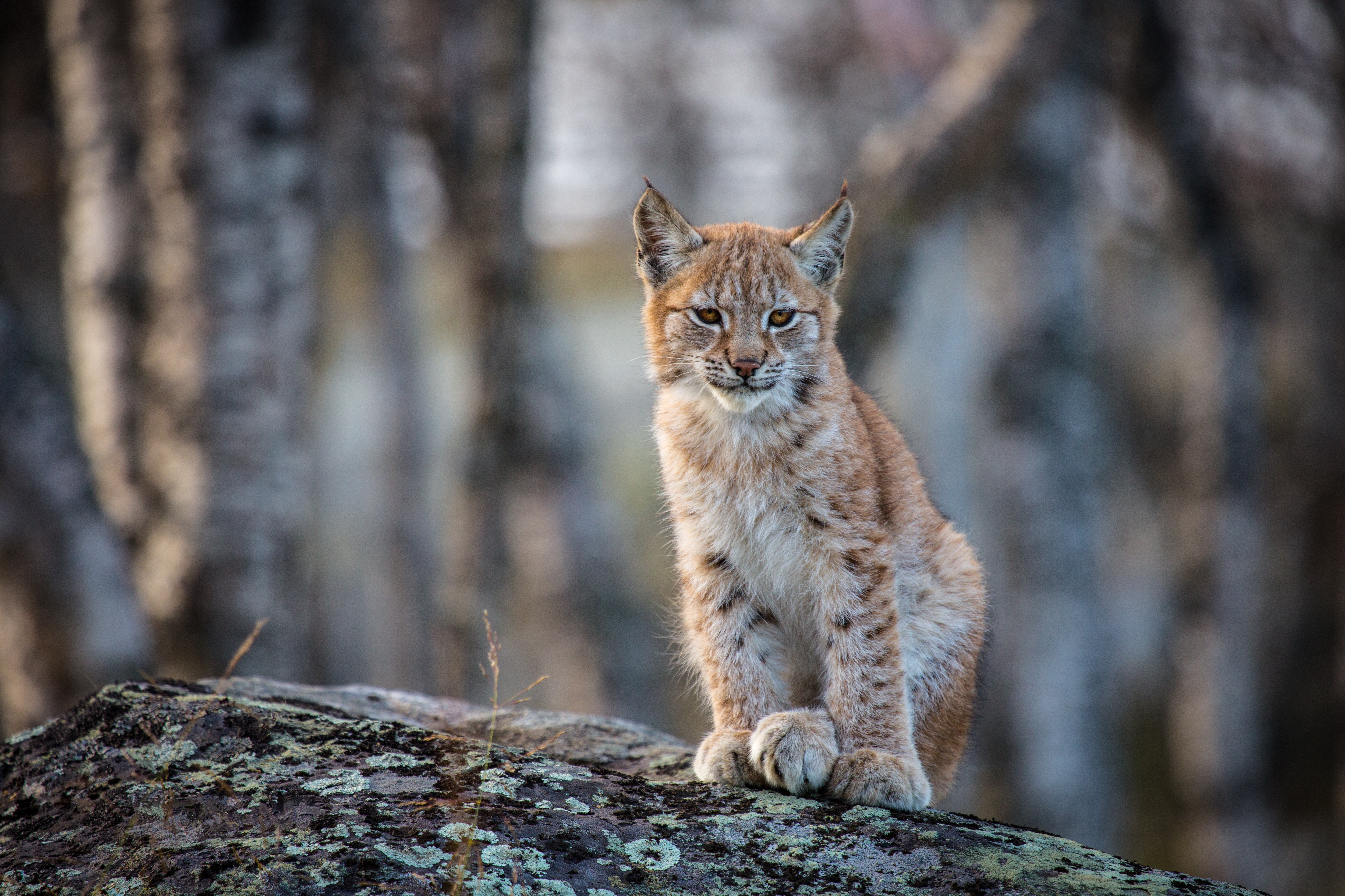 Wallpapers Lynx Rysenok Lynx cub on the desktop