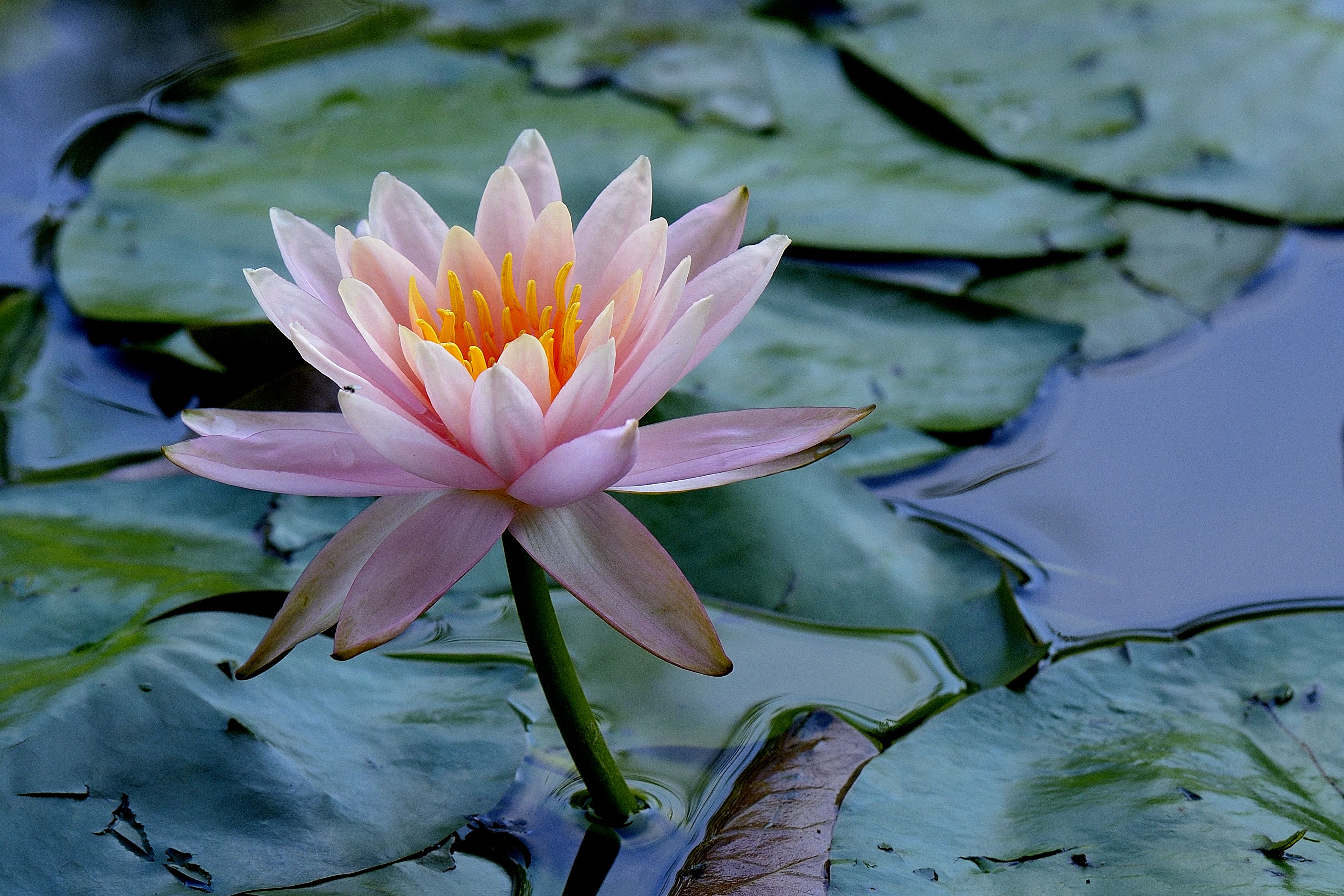 Free photo Lily in the pond