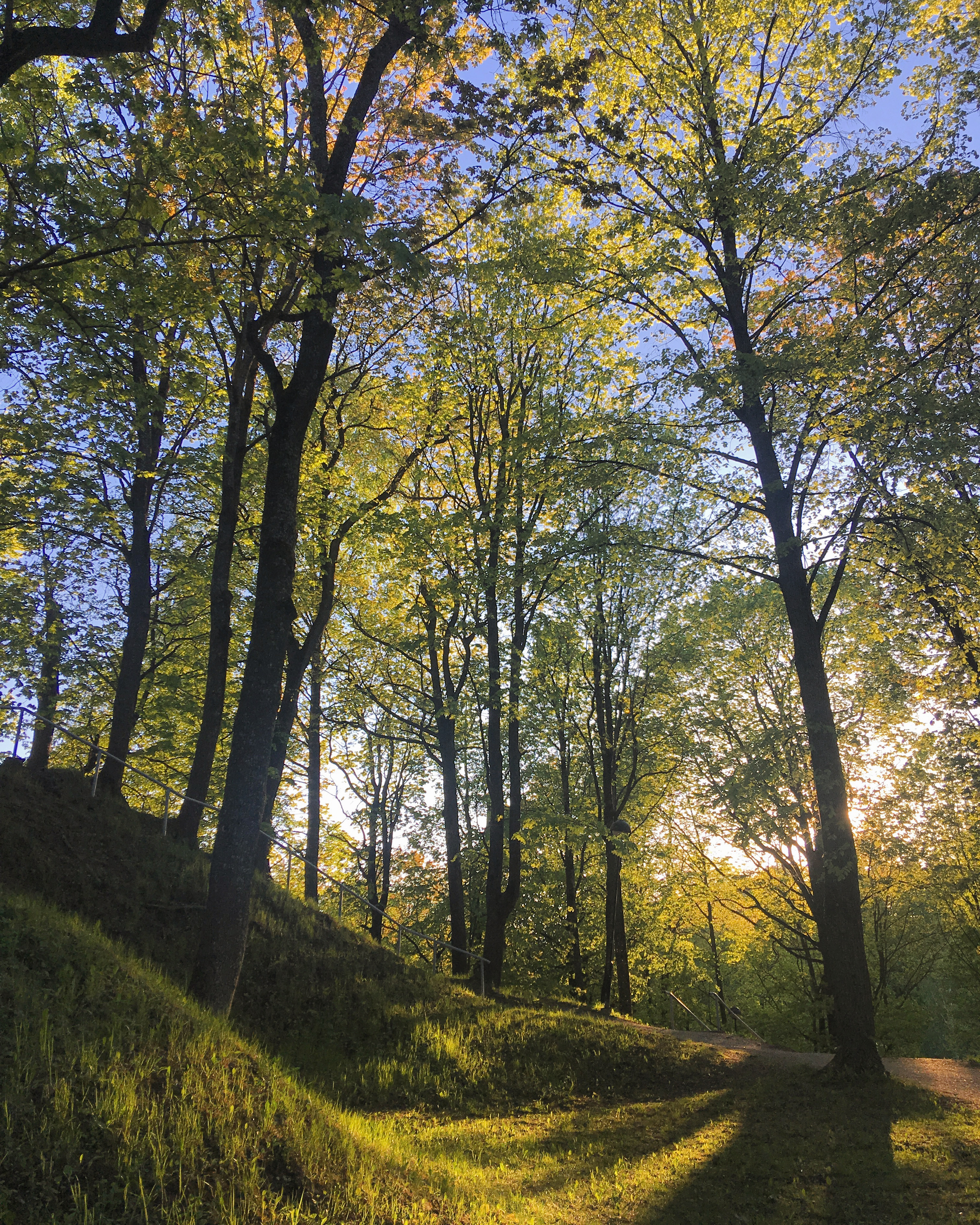 Free photo A sunny day in the summer forest