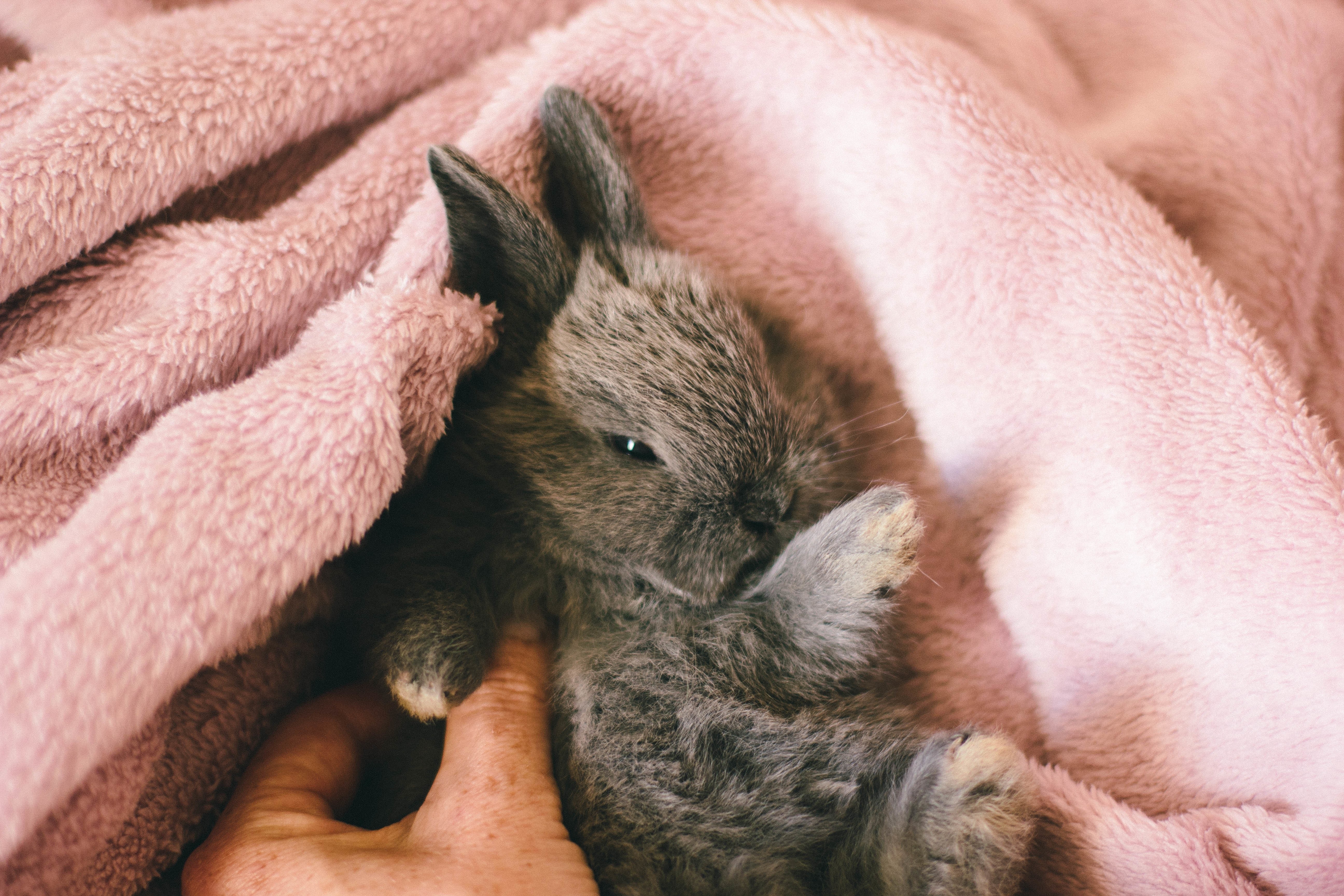 Wallpapers wallpaper rabbit towel fluffy on the desktop