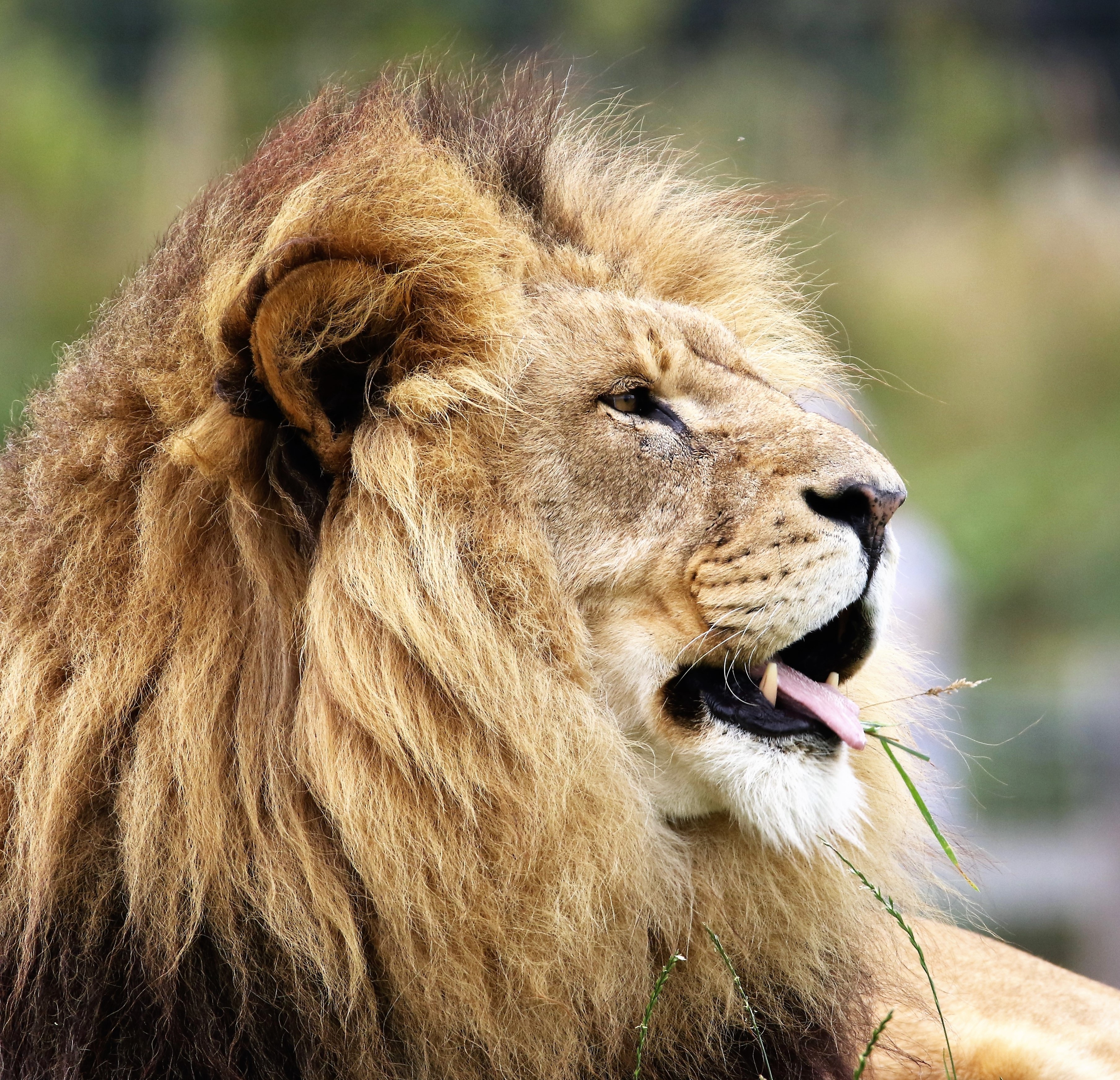 Free photo The lion hides from the sun and lies with his tongue outstretched