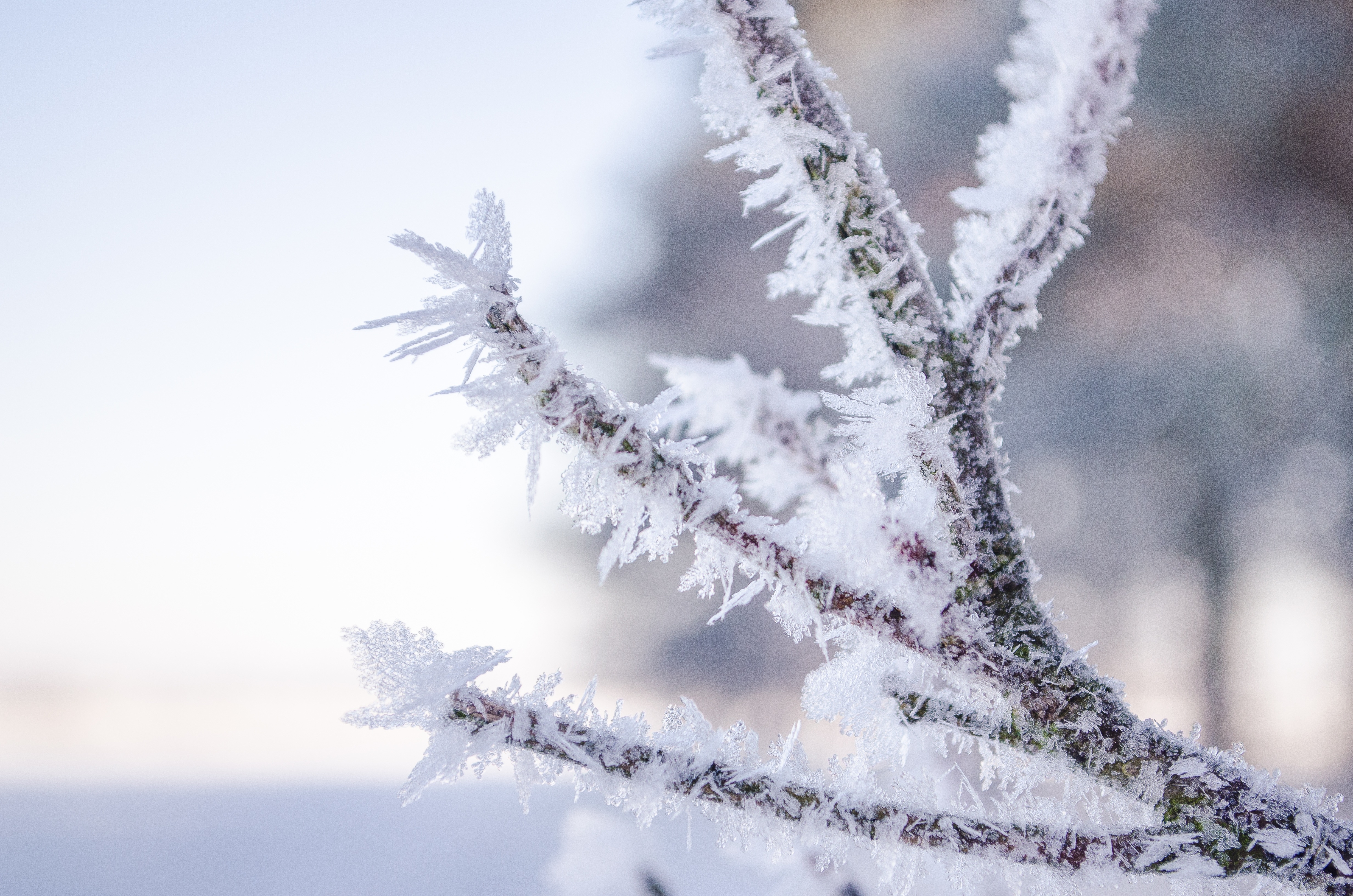 Free photo A branch covered in frost on a frosty day.