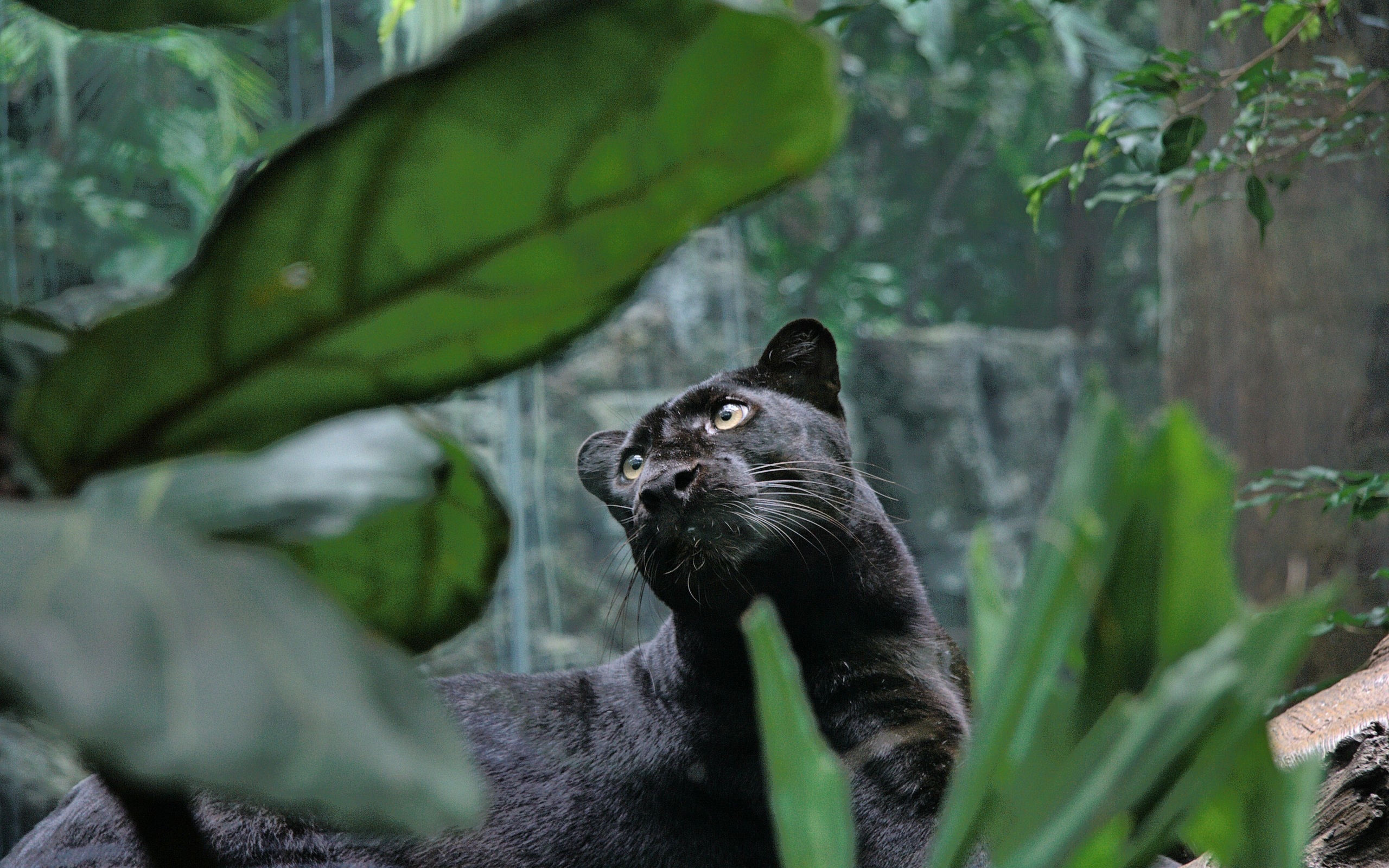 Free photo A curious panther