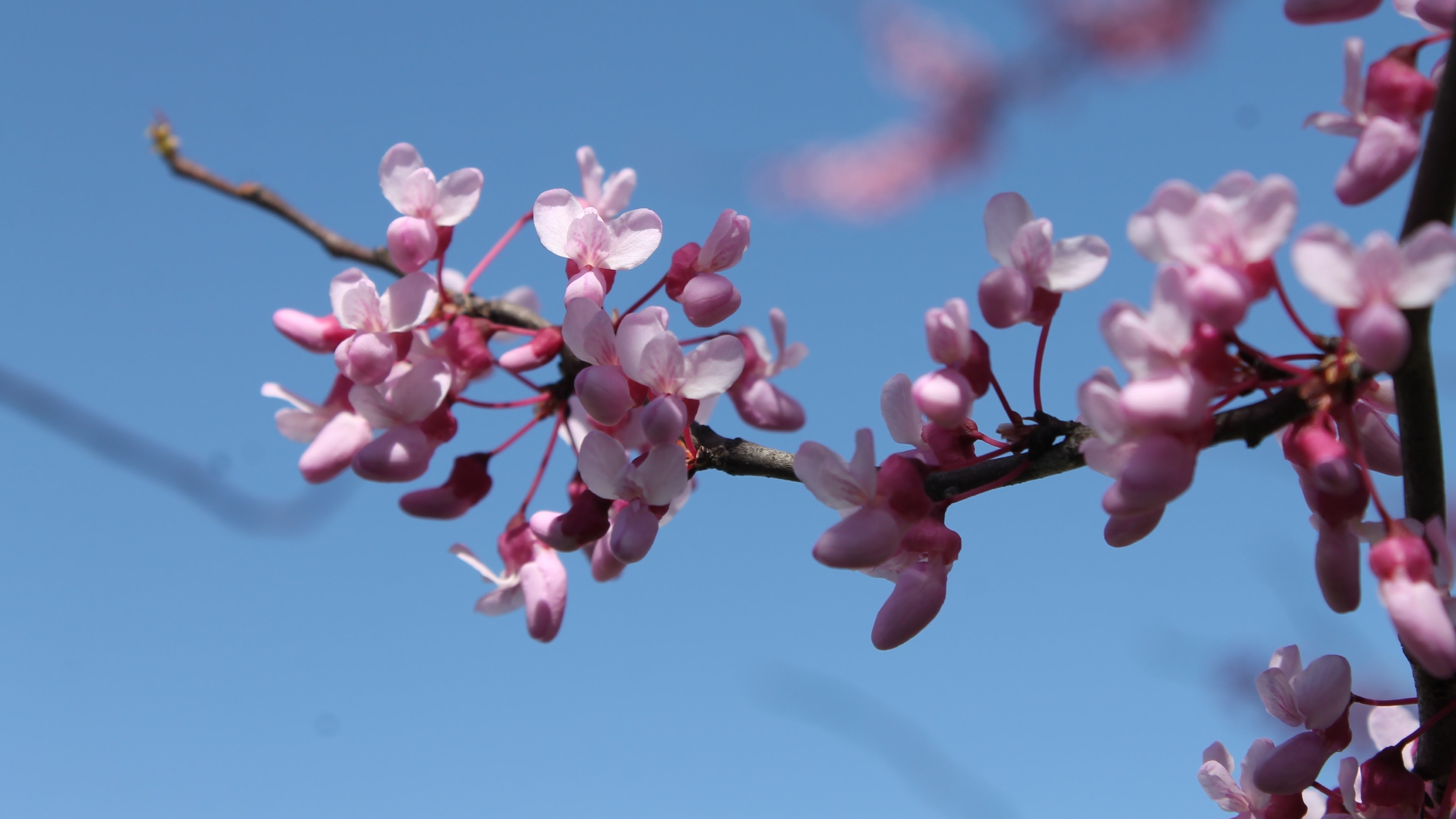 Wallpapers pink flowers tree spring flowers on the desktop