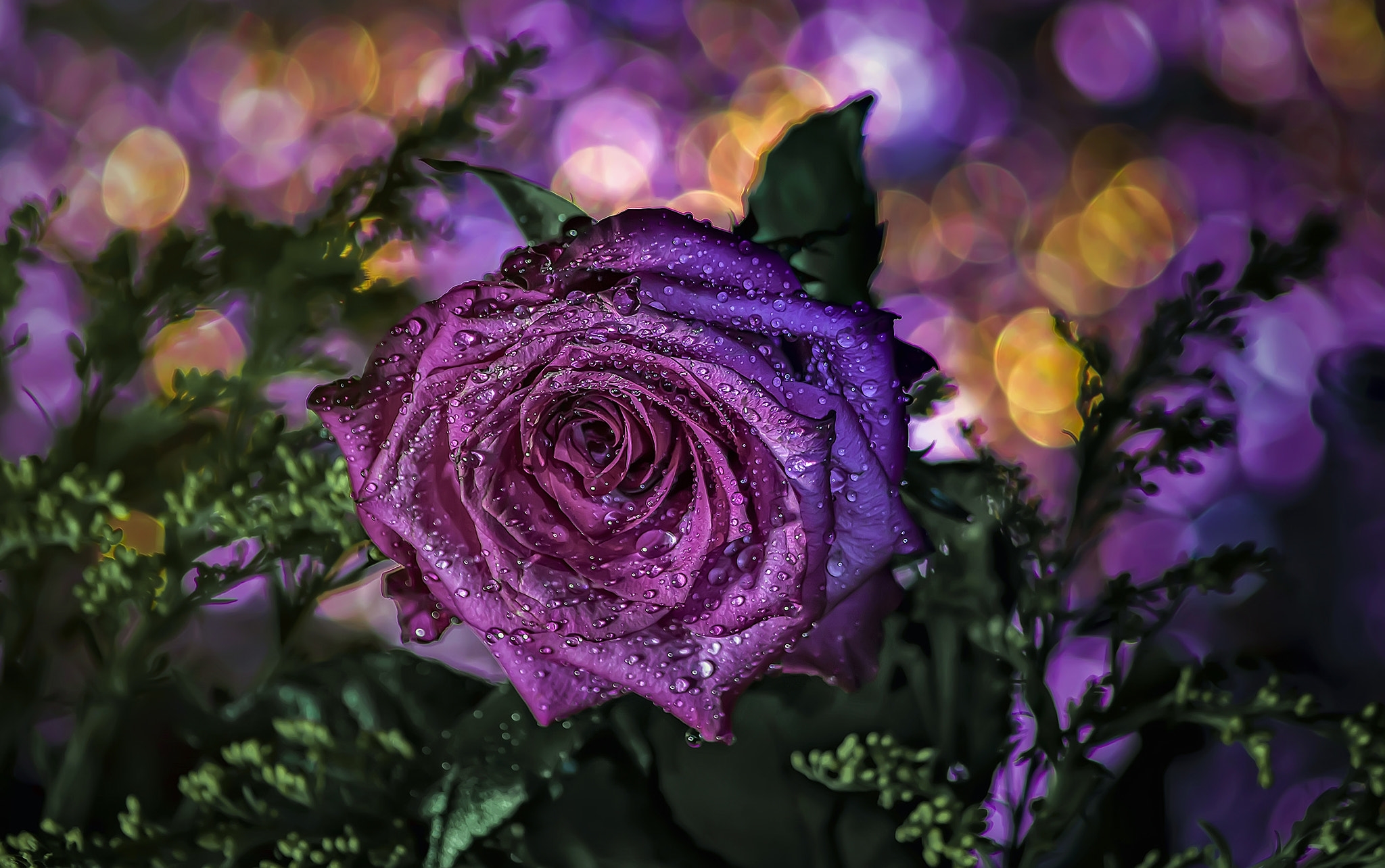 桌面上的壁纸玫瑰 下降 紫色