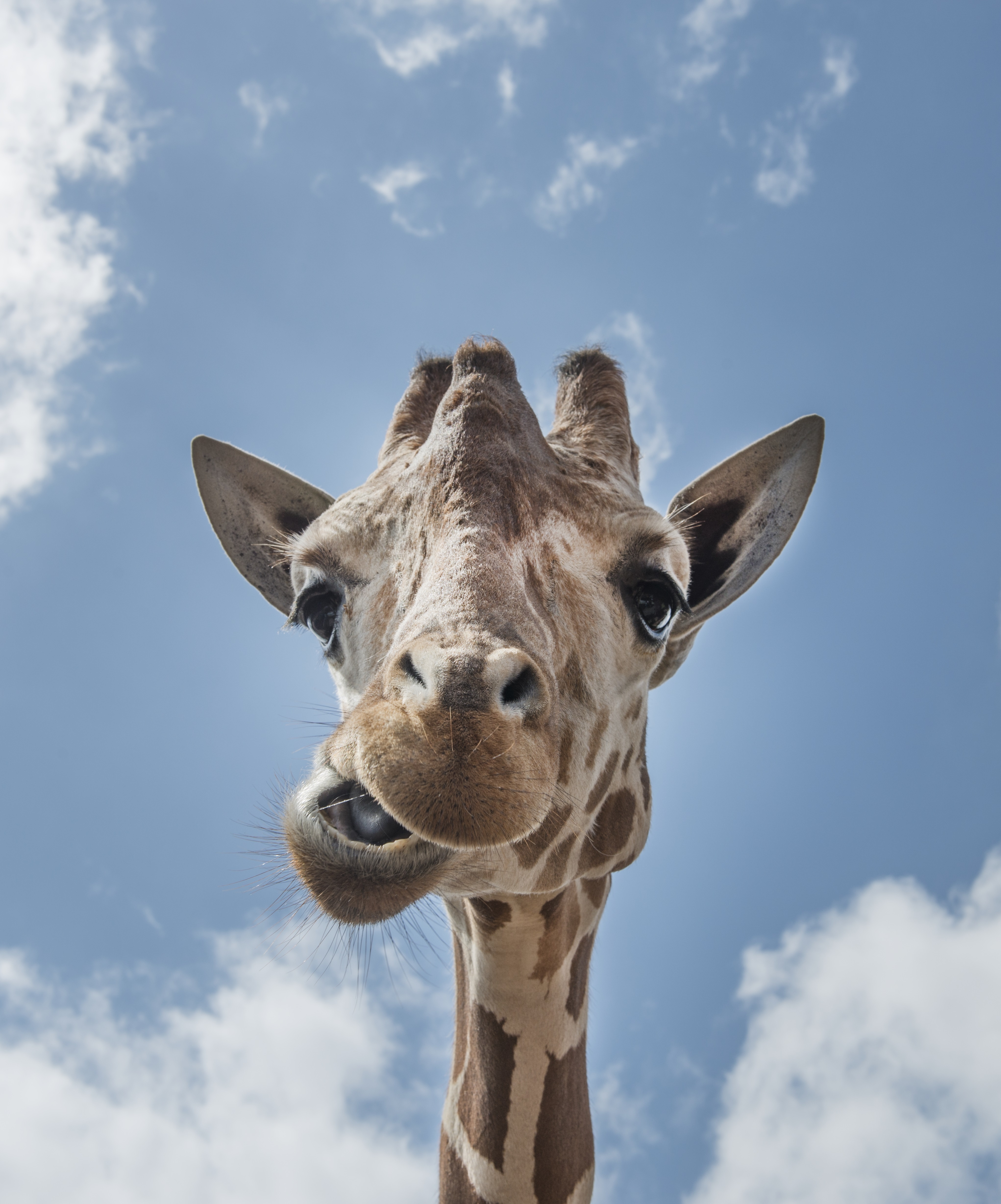 Free photo A cool giraffe face looking straight into the camera