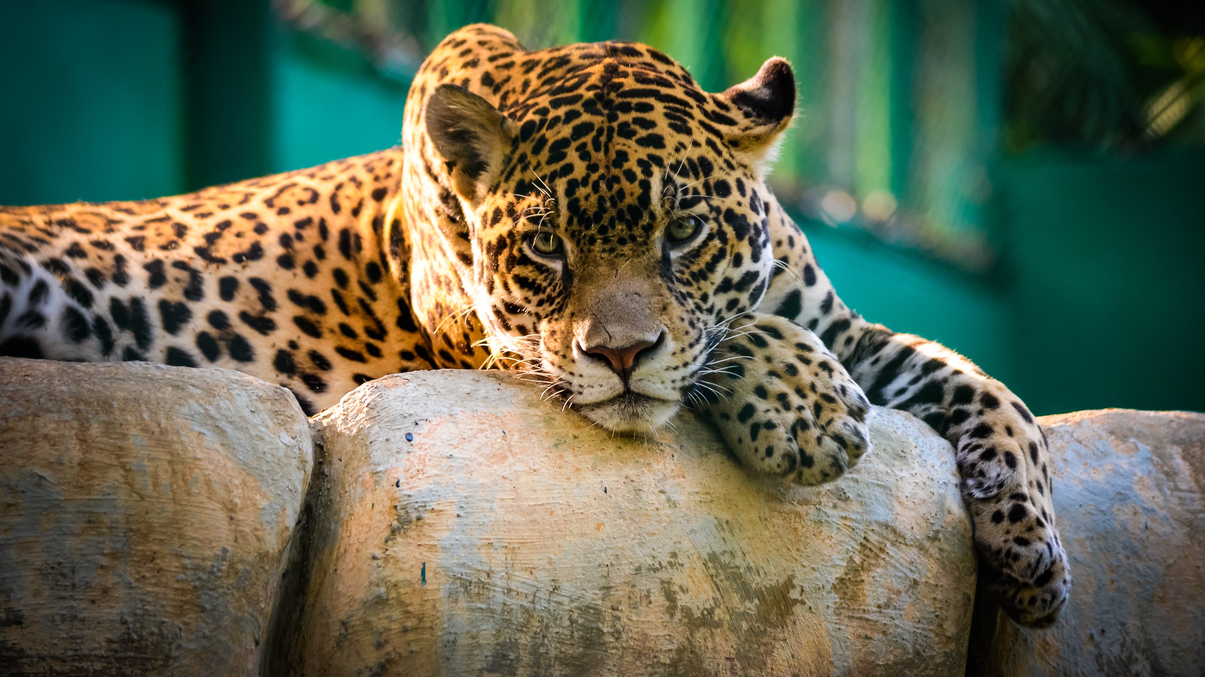 Бесплатное фото Отдыхающий ягуар