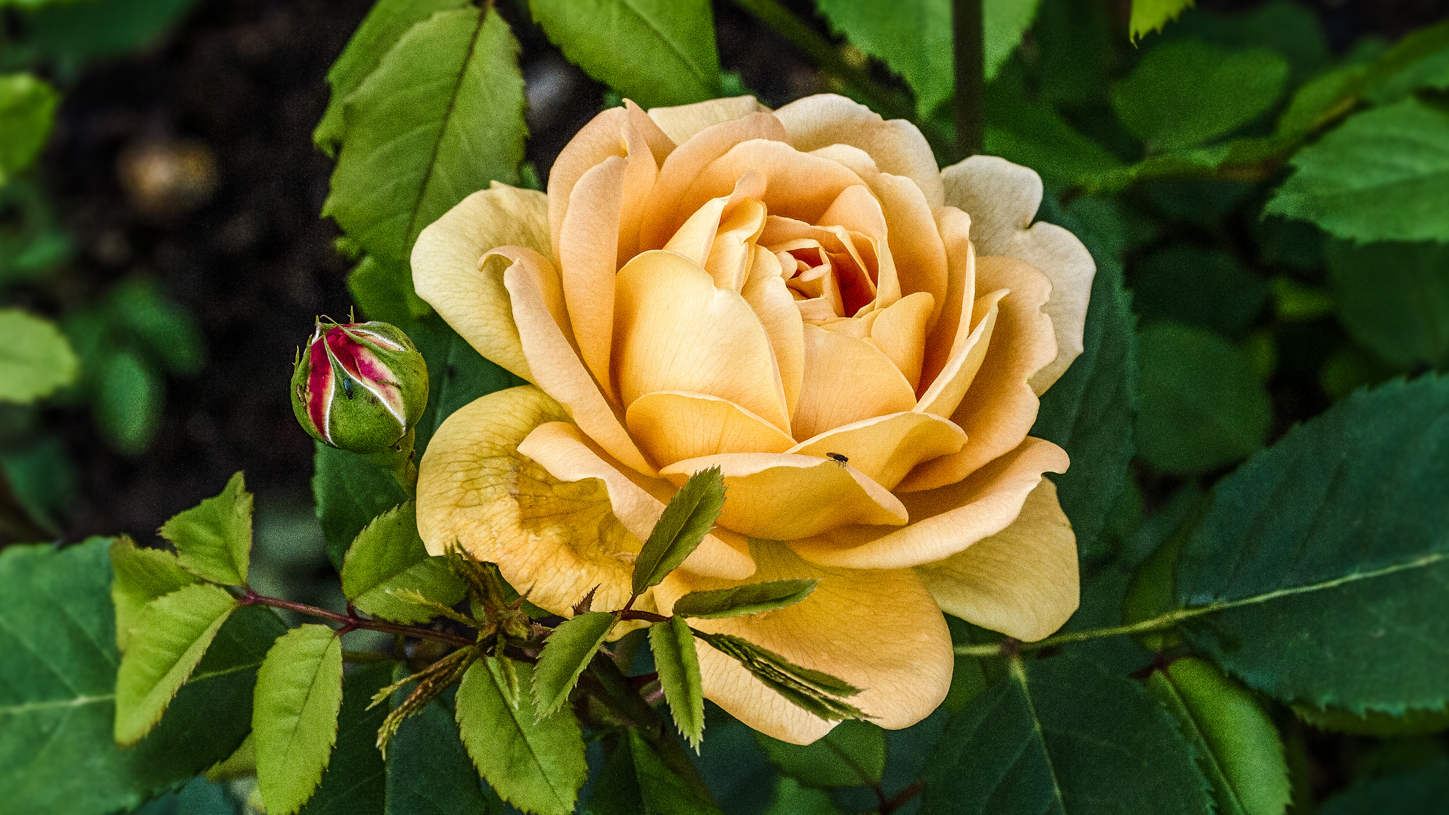 Wallpapers lonely rose flowers yellow rose on the desktop