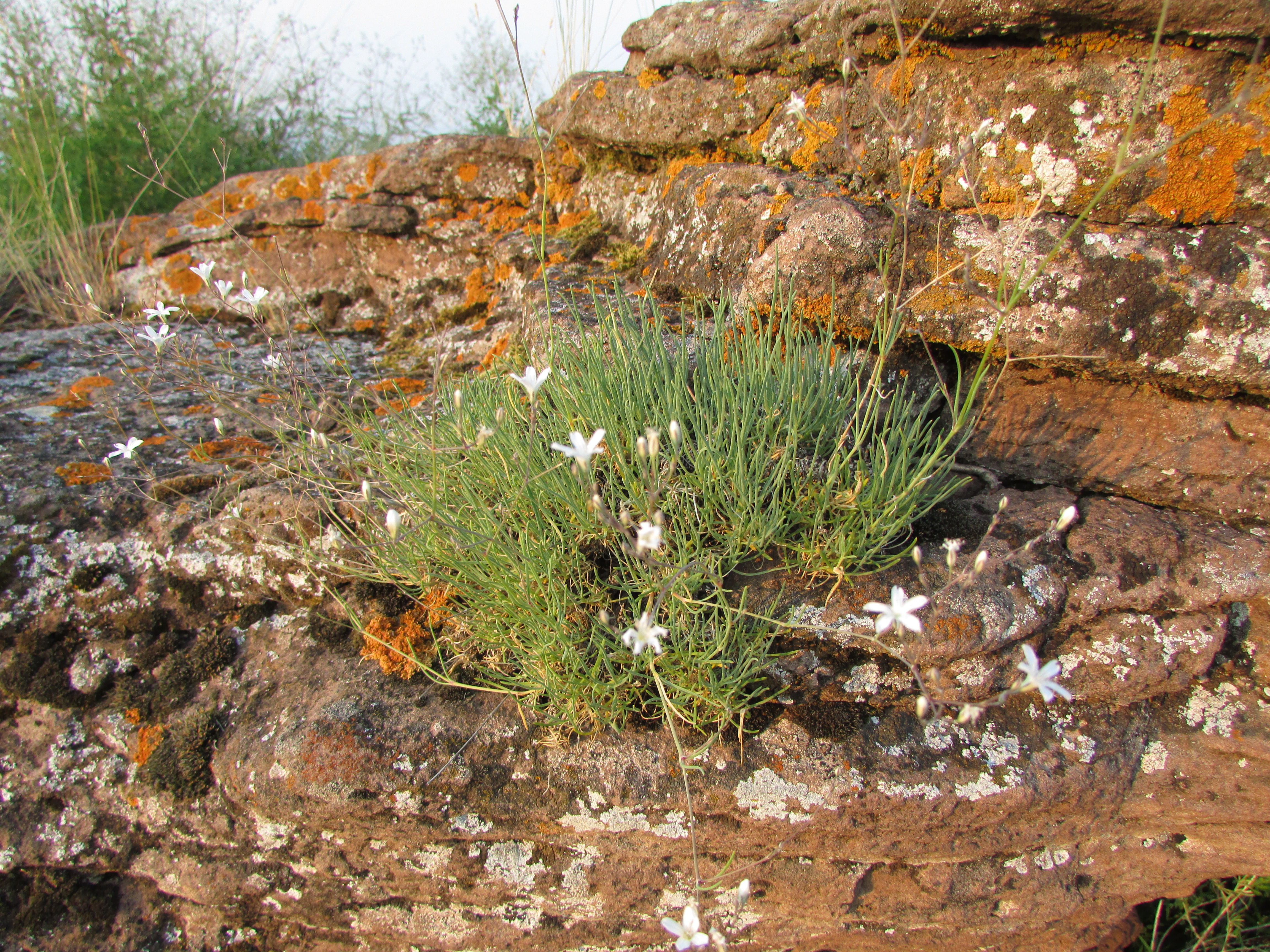 White flowers on a rock in Khakassia