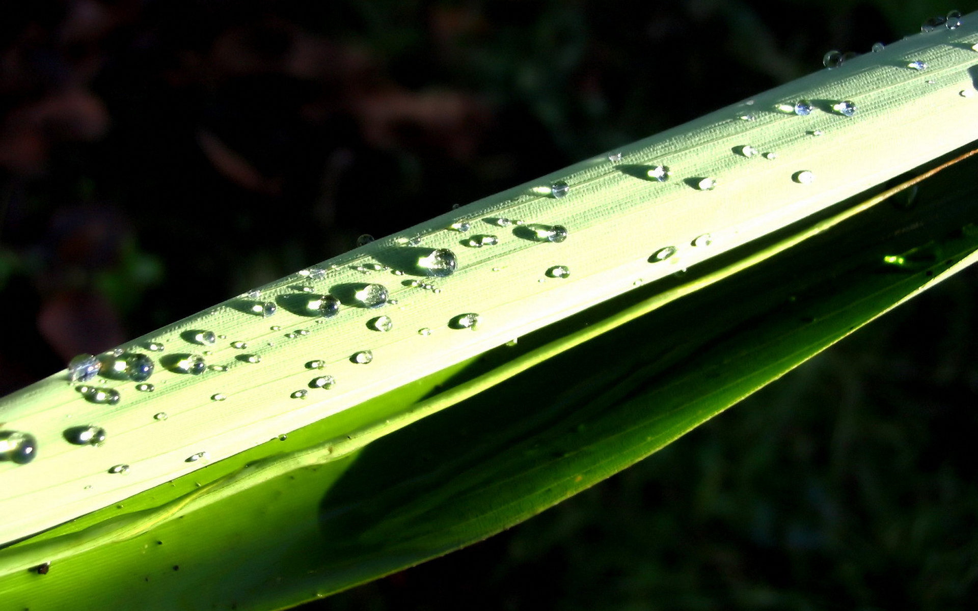 Free photo Splash green, leaf download free