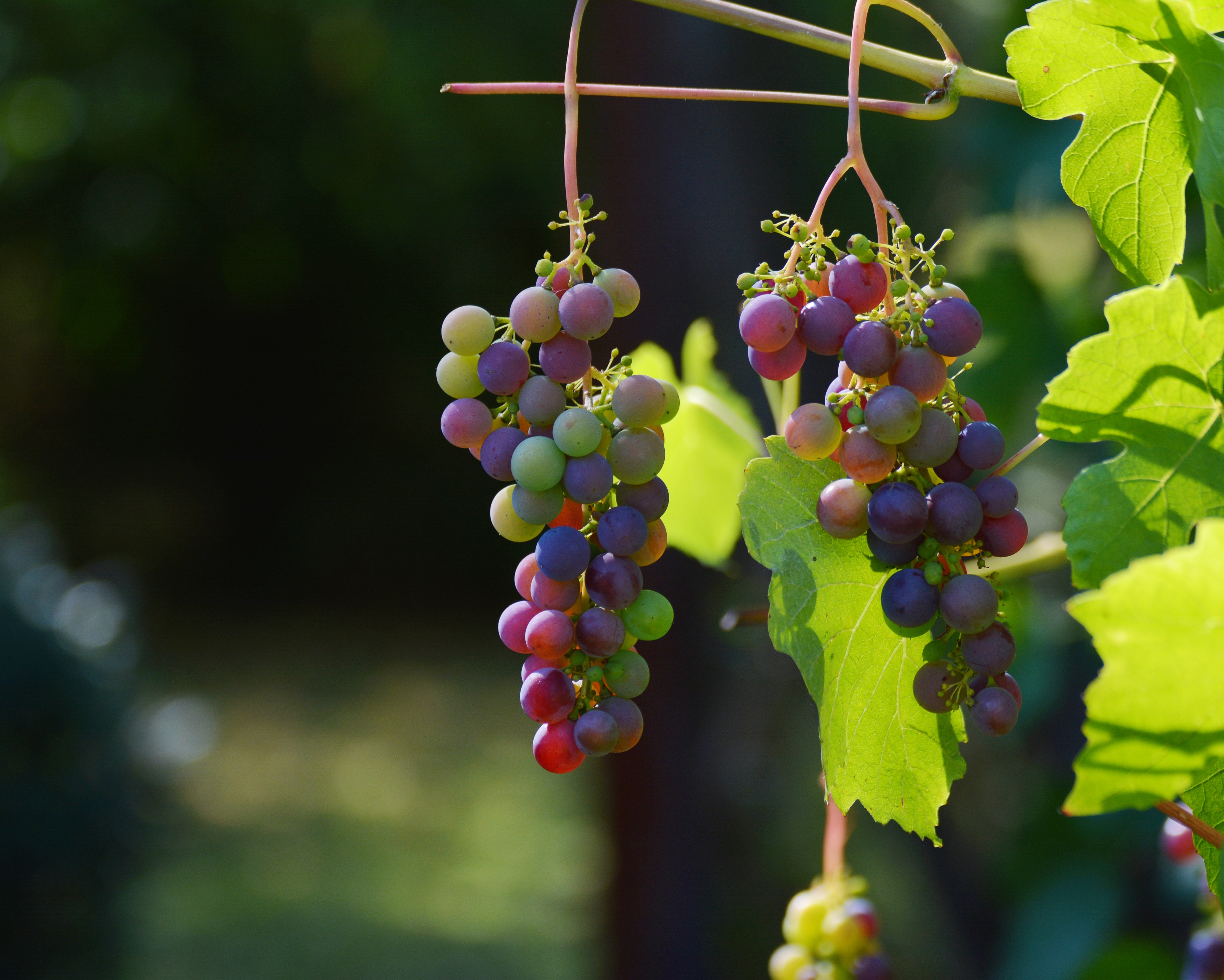 Free photo Red varieties of grapes on a branch