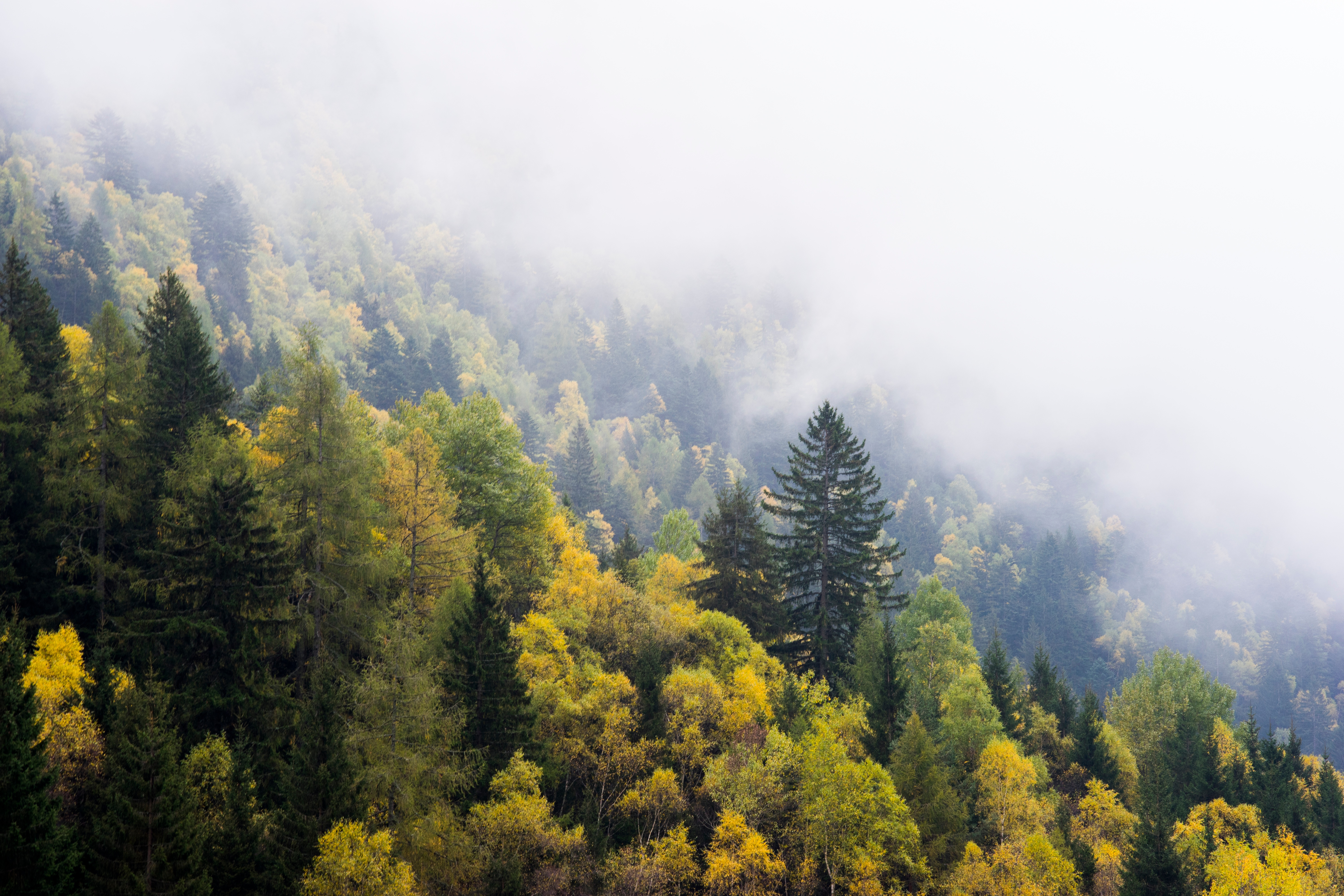 Free photo A slope with trees in the fog