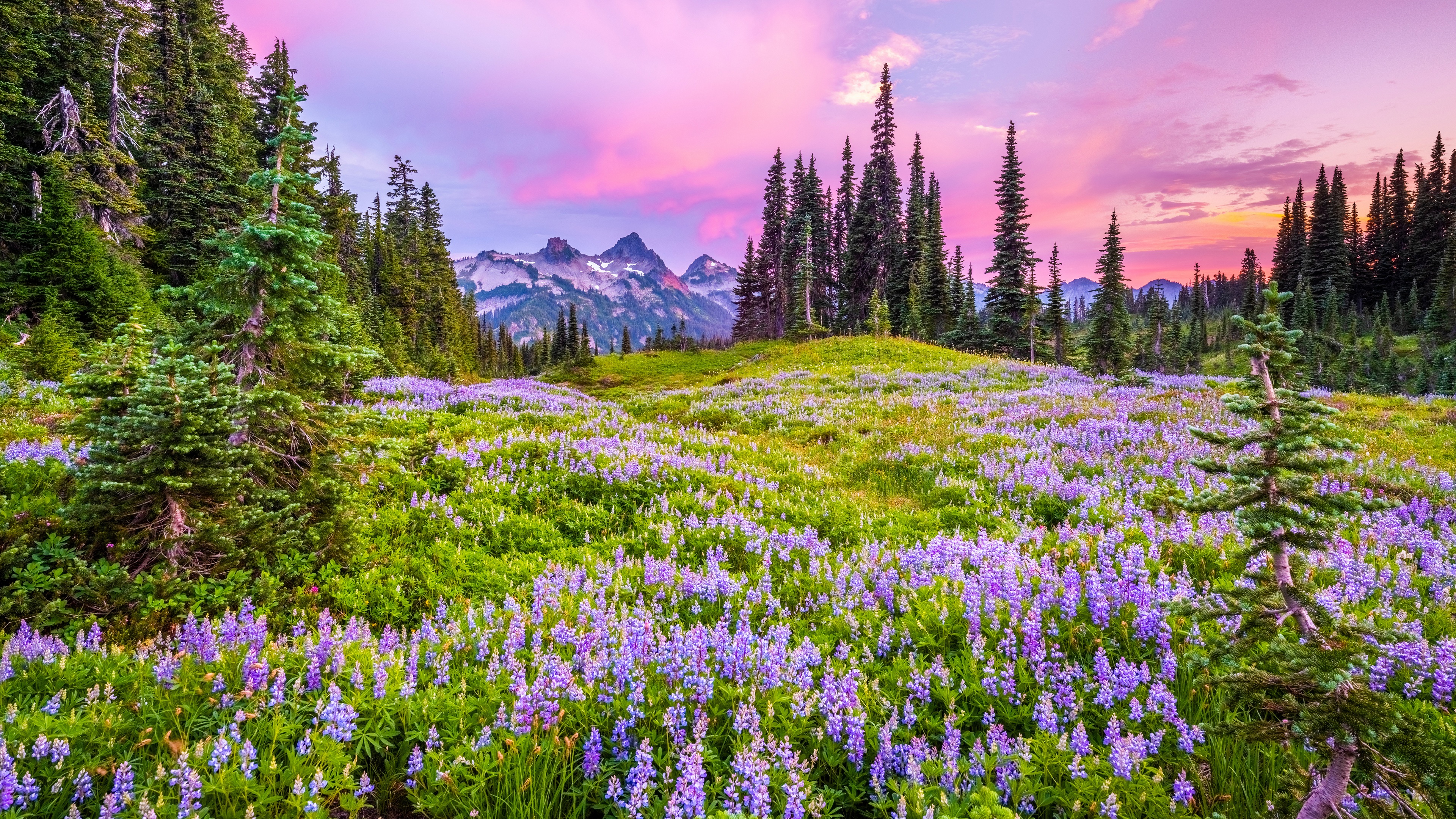 Free photo Green grass with purple flowers