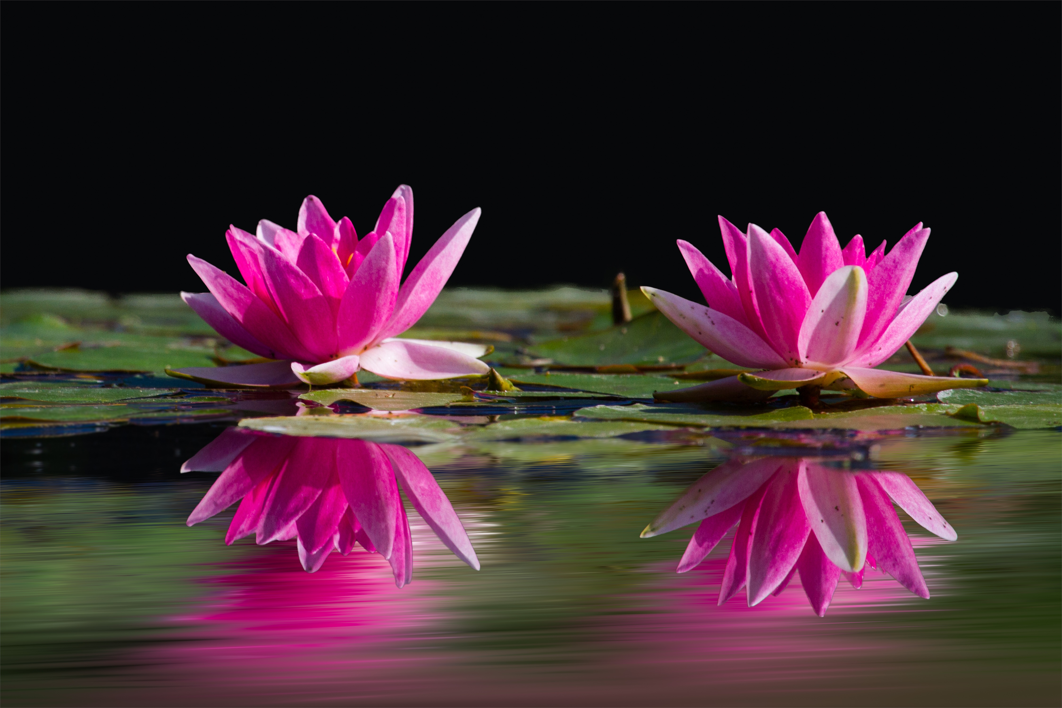 Free photo Flowering lilies with lilies in the pond