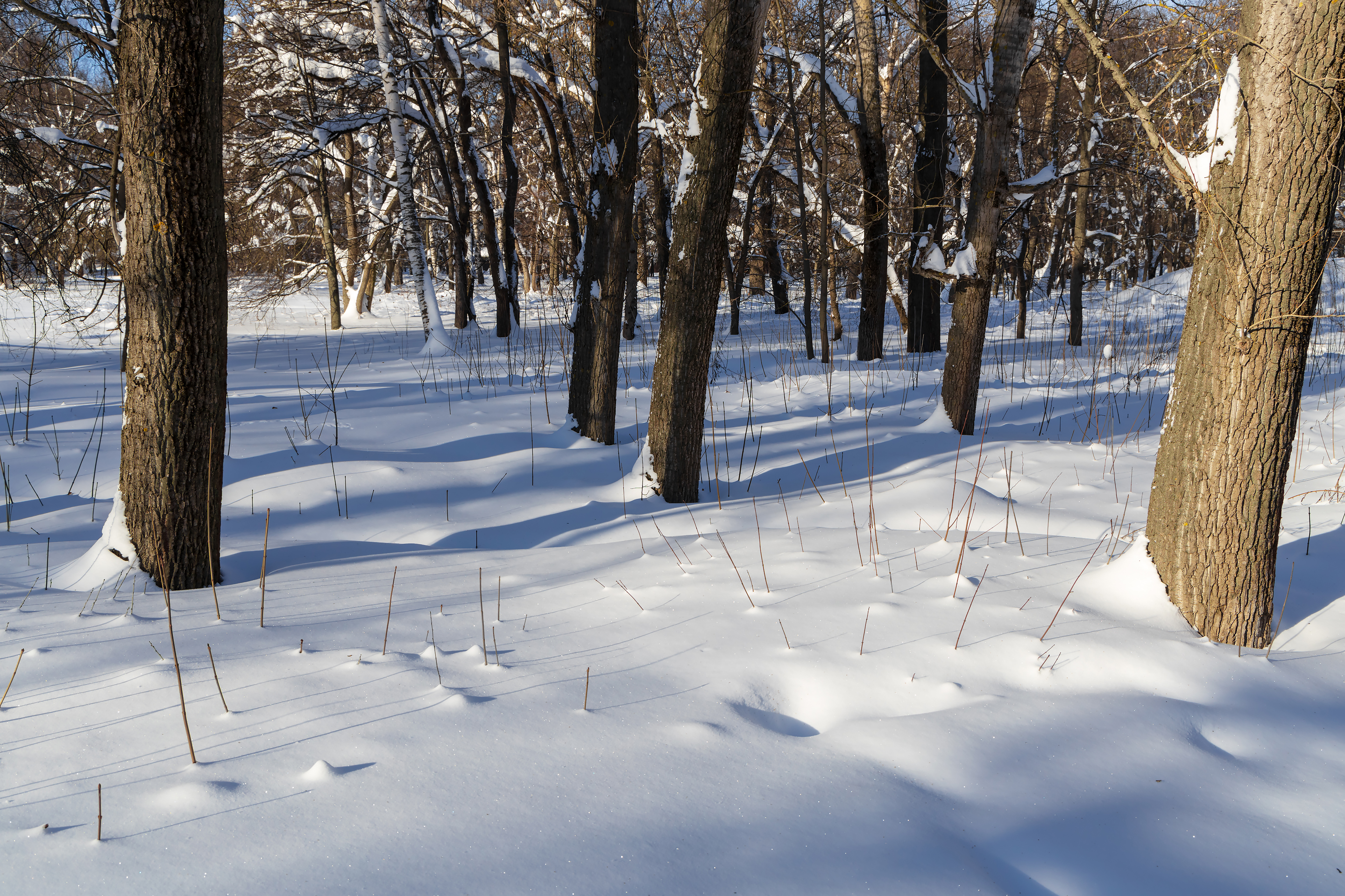 Бесплатное фото Стволы деревьев в снегу