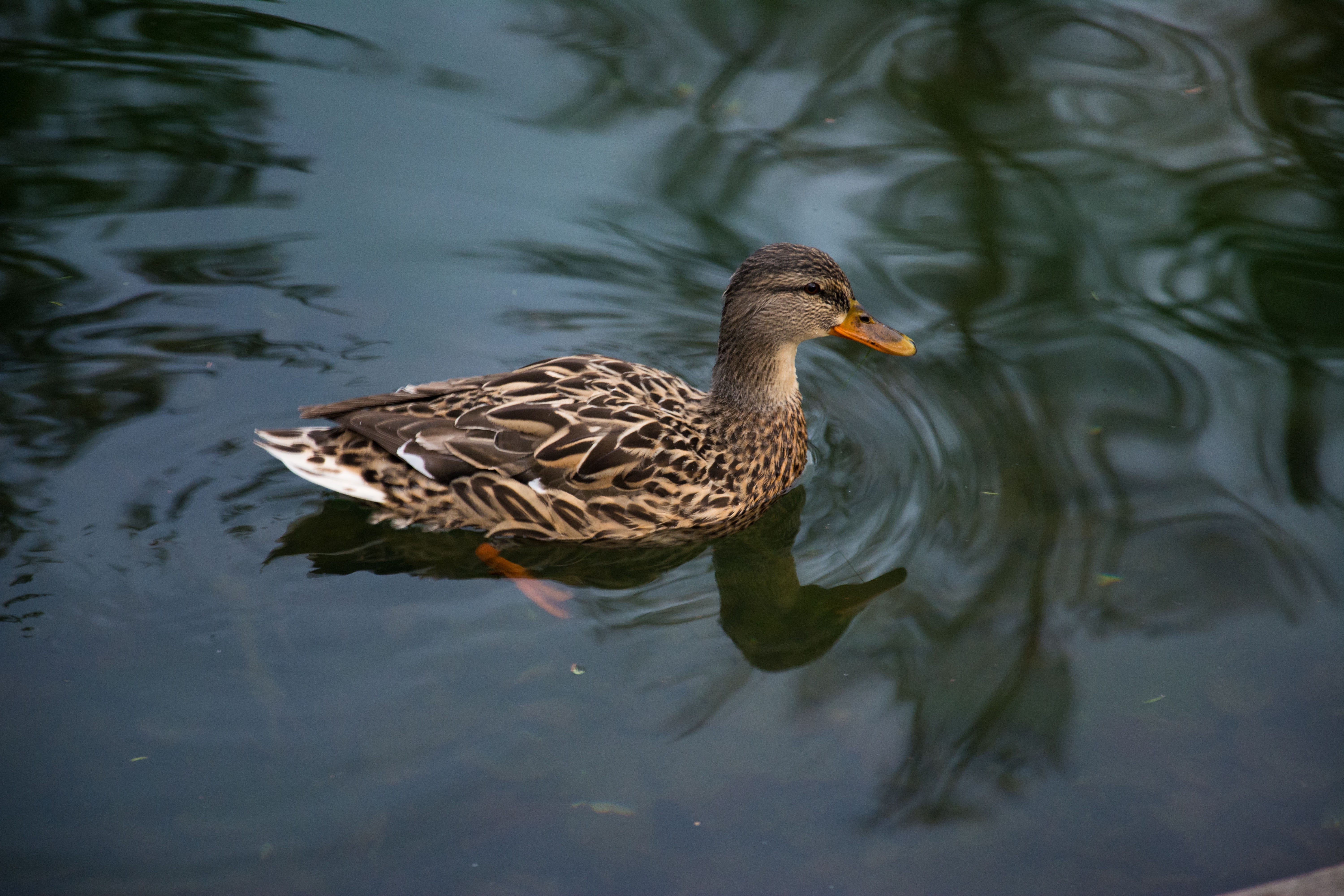 Утка плавущая в пруду