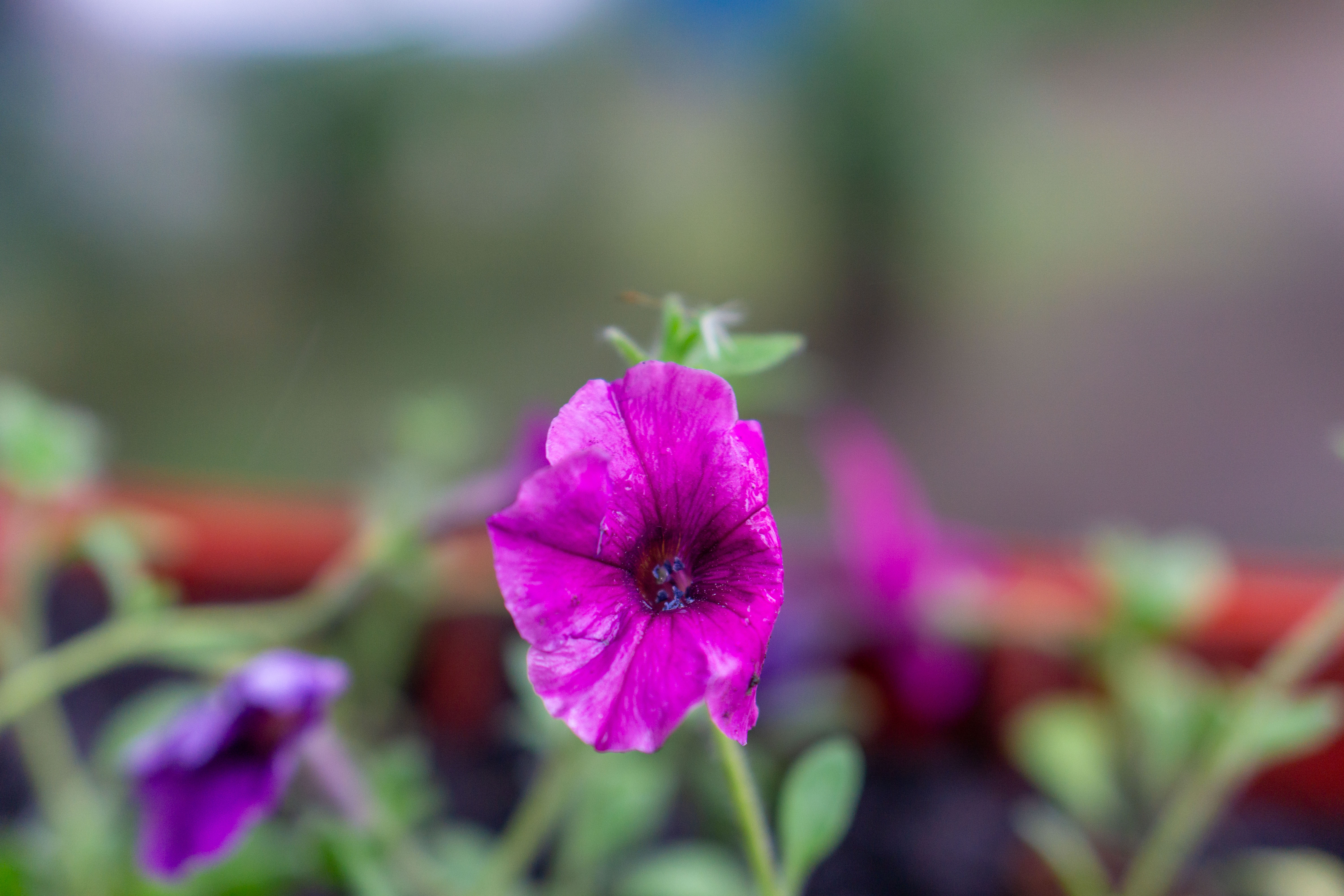 Free photo Bright flower on the background of greenery