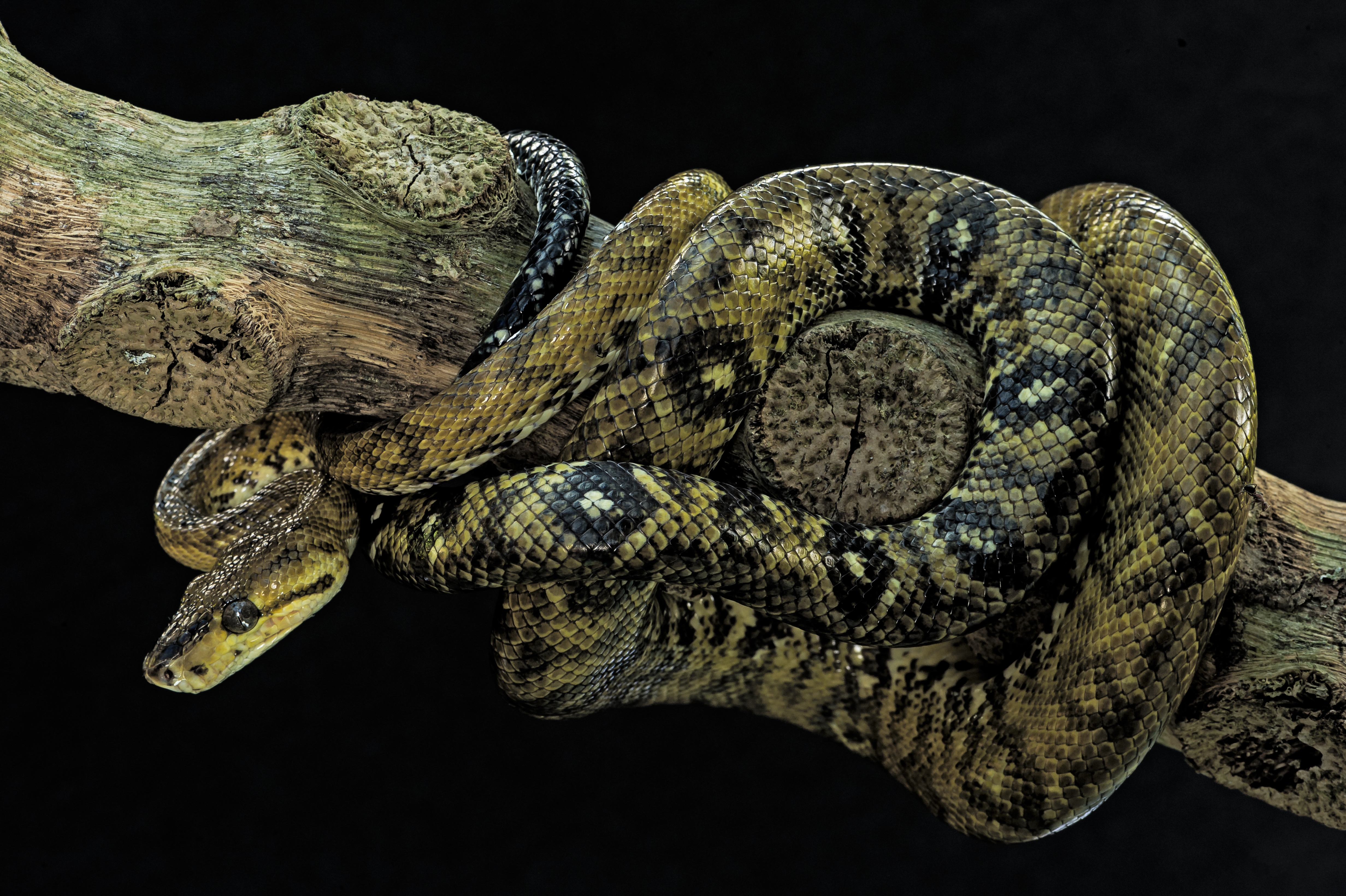 Wallpapers snake black background boa on the desktop