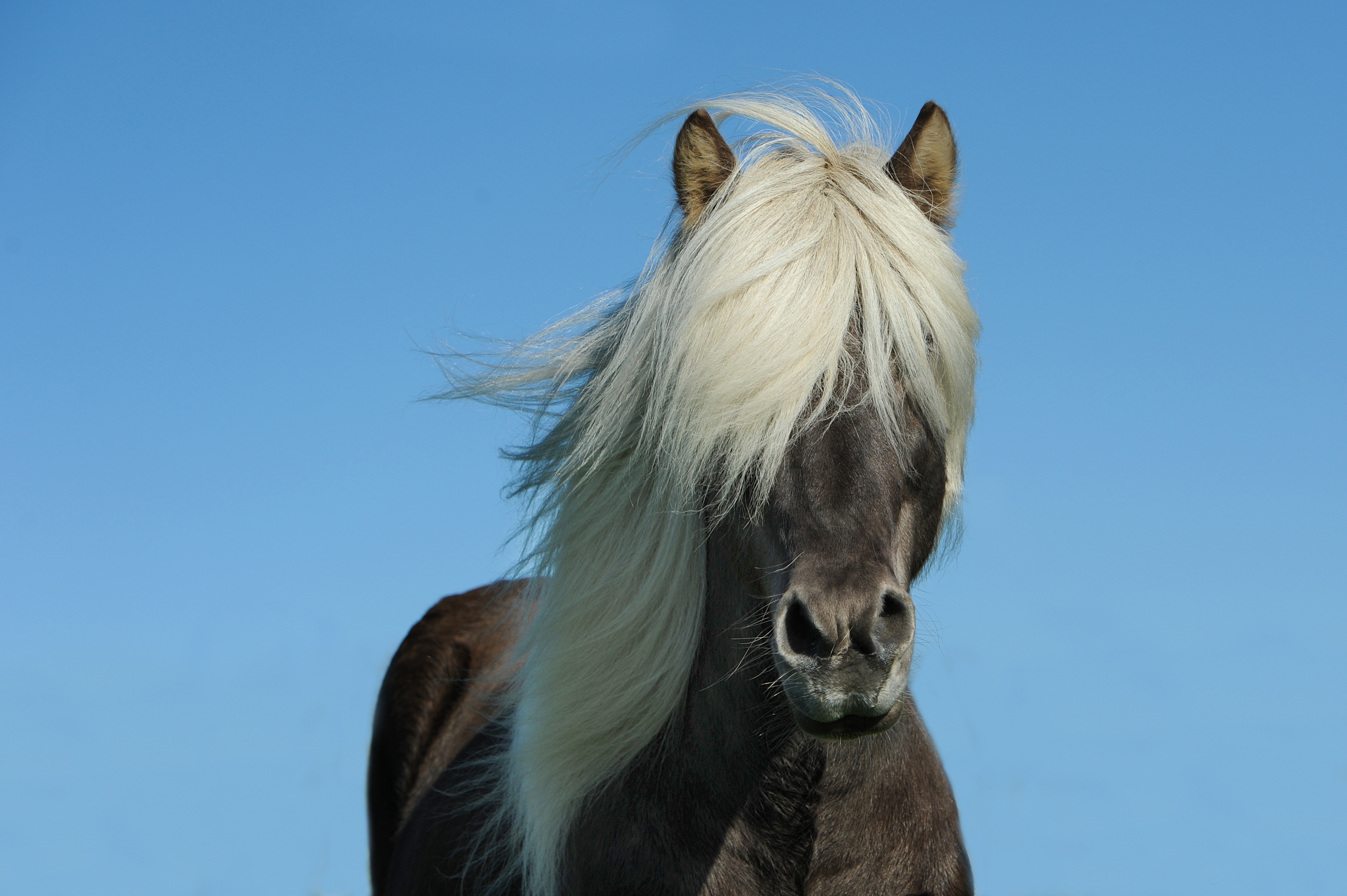 Wallpapers animals mammal horse on the desktop