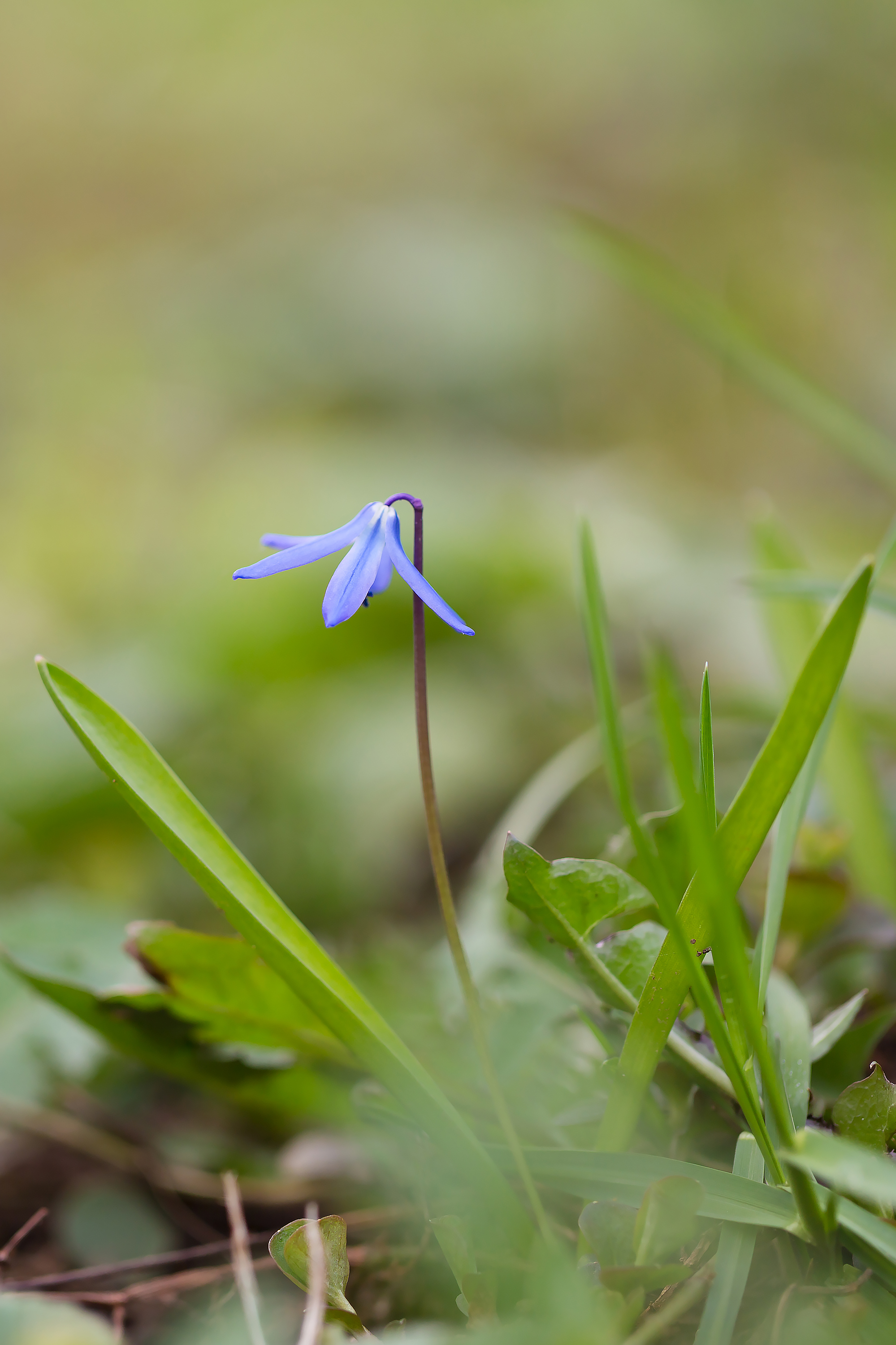 Бесплатное фото Цветок сциллы
