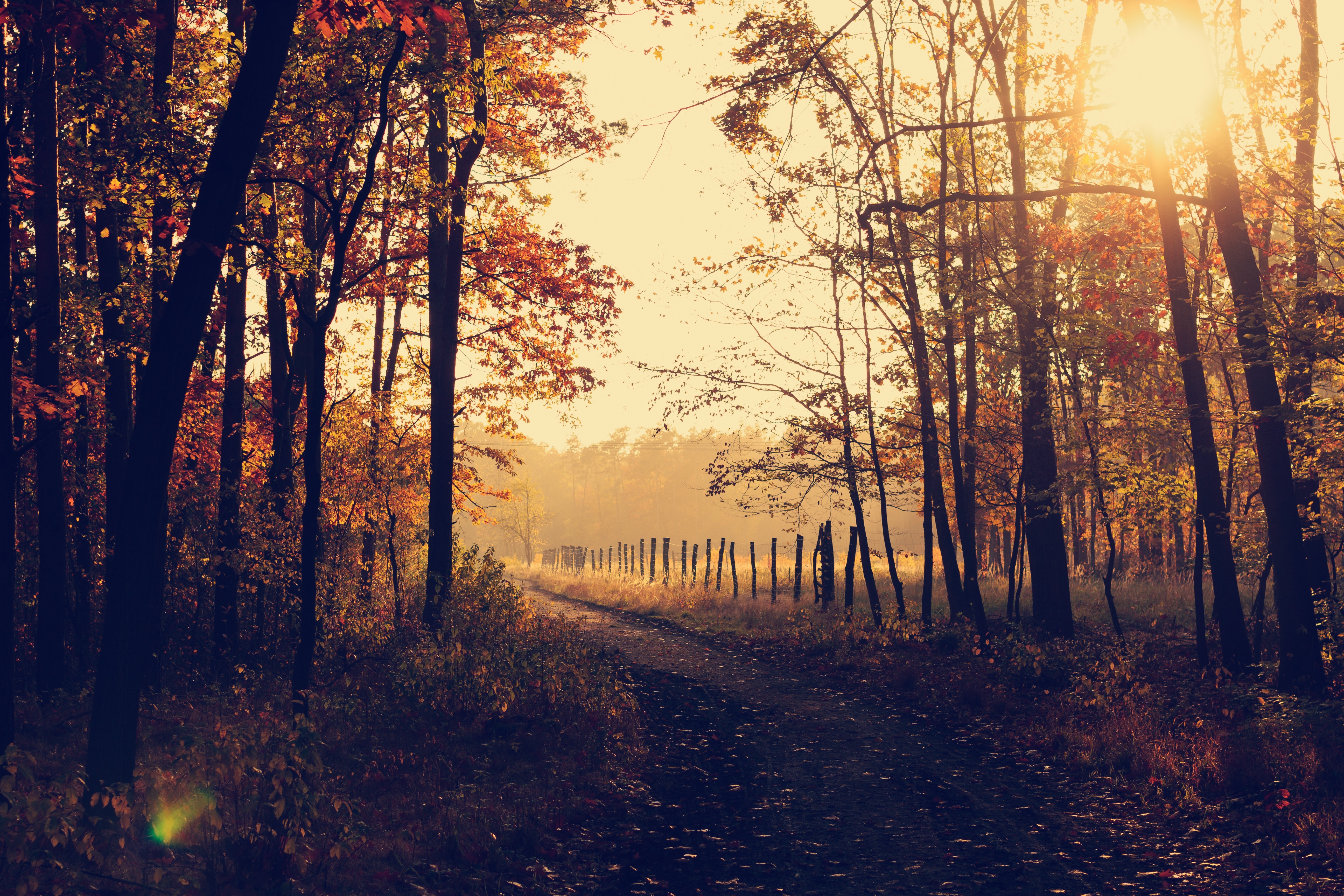 Free photo A dirt road entering the forest