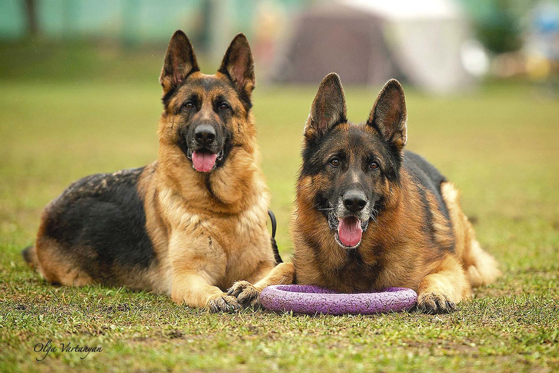 Free photo Two sheepdogs playing with a soft ring