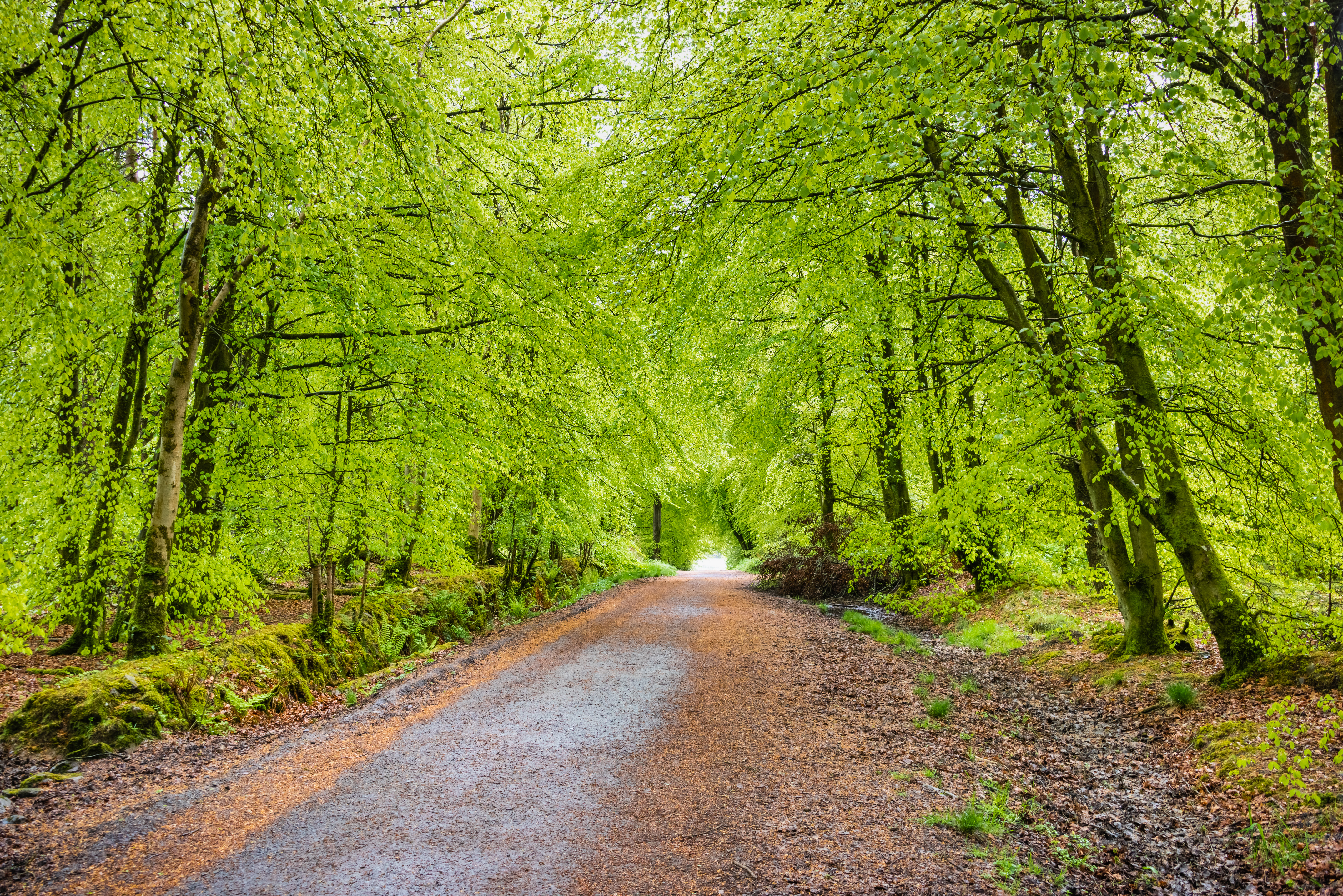 Free photo A forest road in late summer