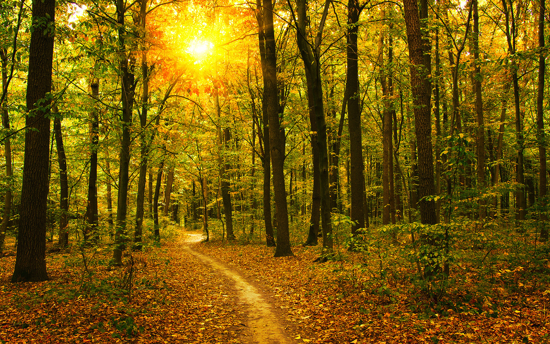 Wallpapers trail autumn forest on the desktop