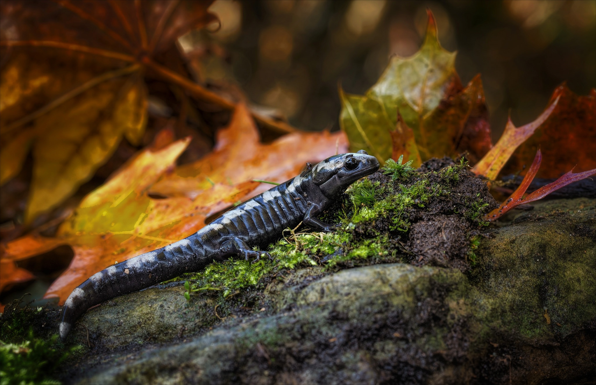 Free photo An unusual black lizard