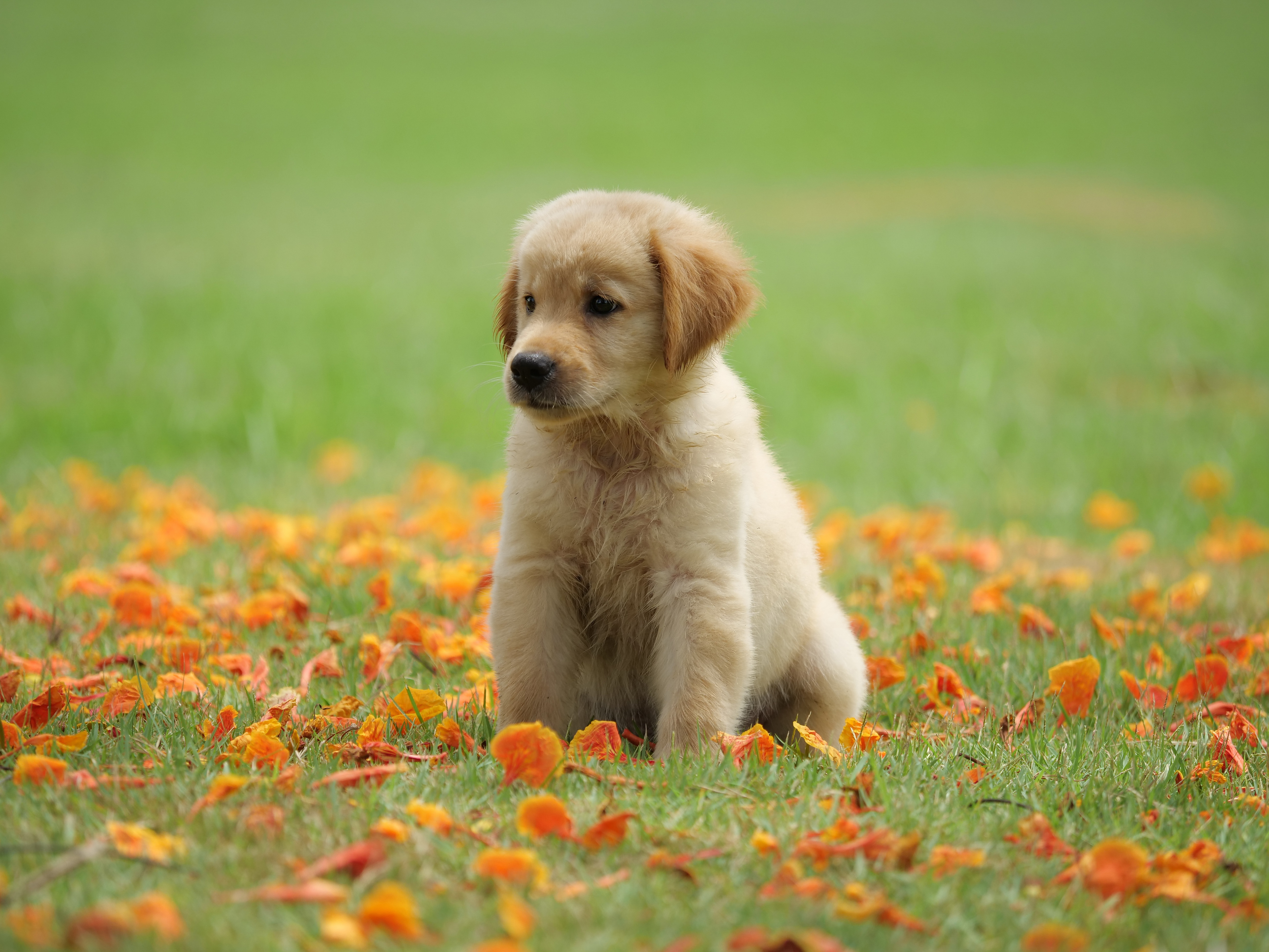 The kid in the meadow with flower petals