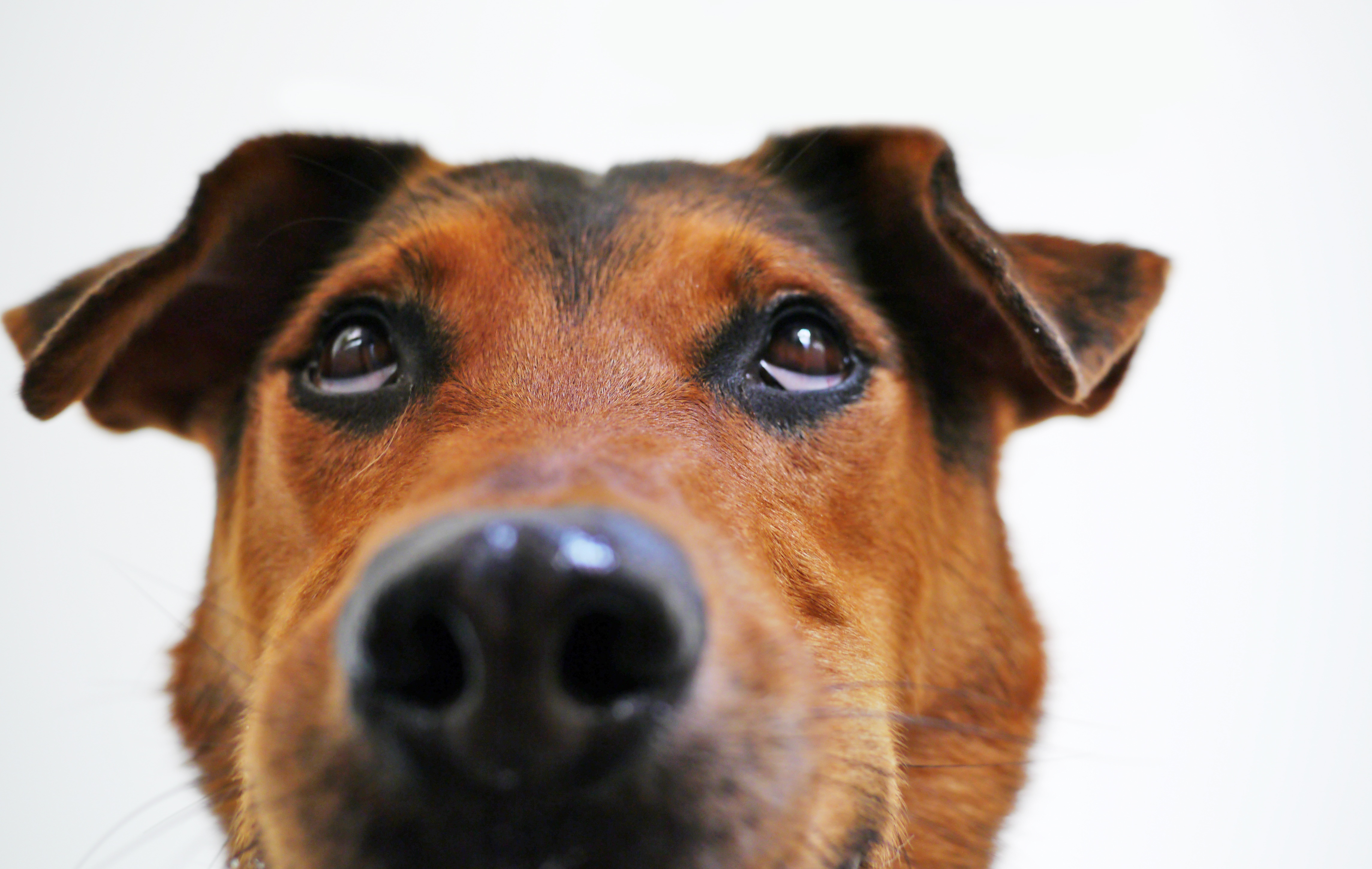 Free photo The look of a lop-eared dog