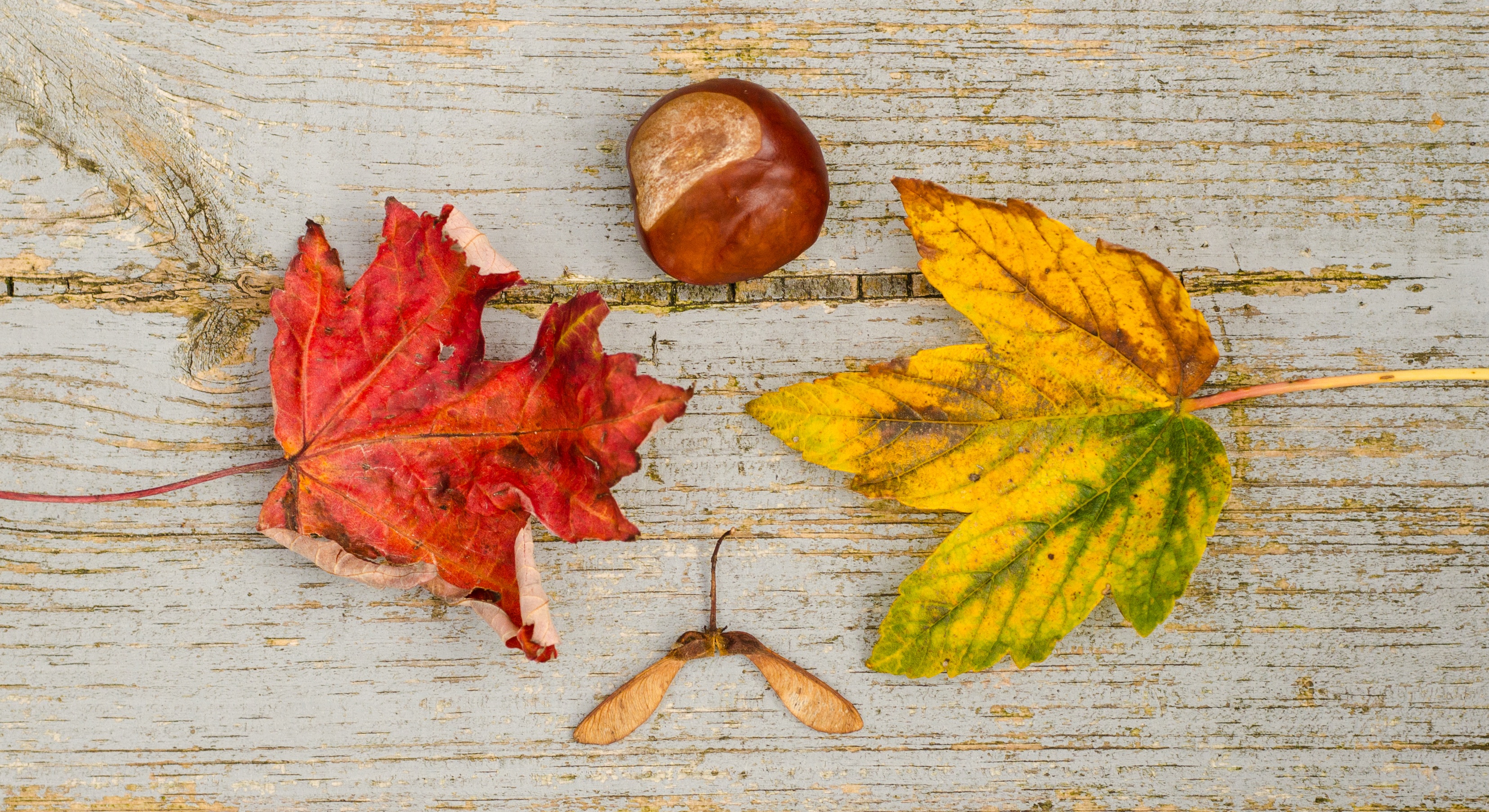 Free photo Fallen leaves lay on the wooden floor