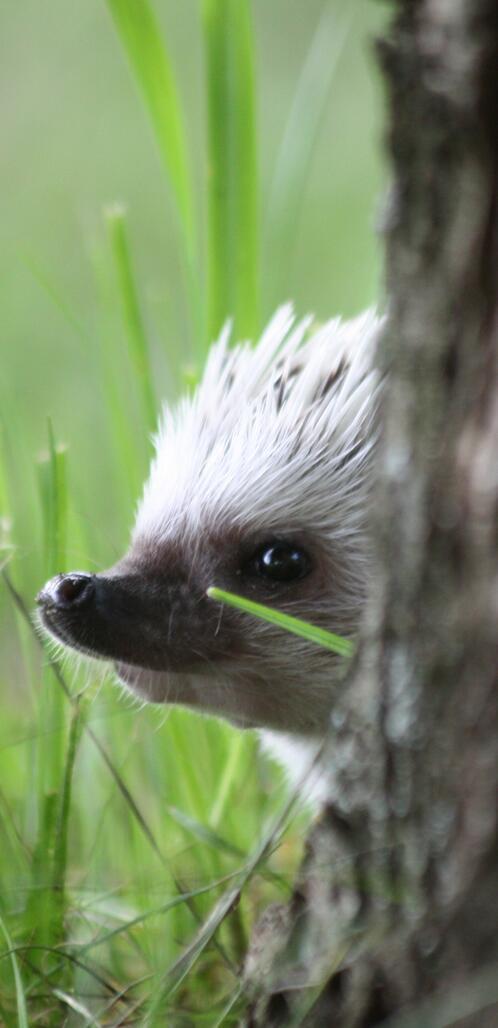 Ер адамның бөксесі бар порно Үлкен салбыраған кеудеге арналған порно