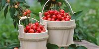 Ведра с красной вишней