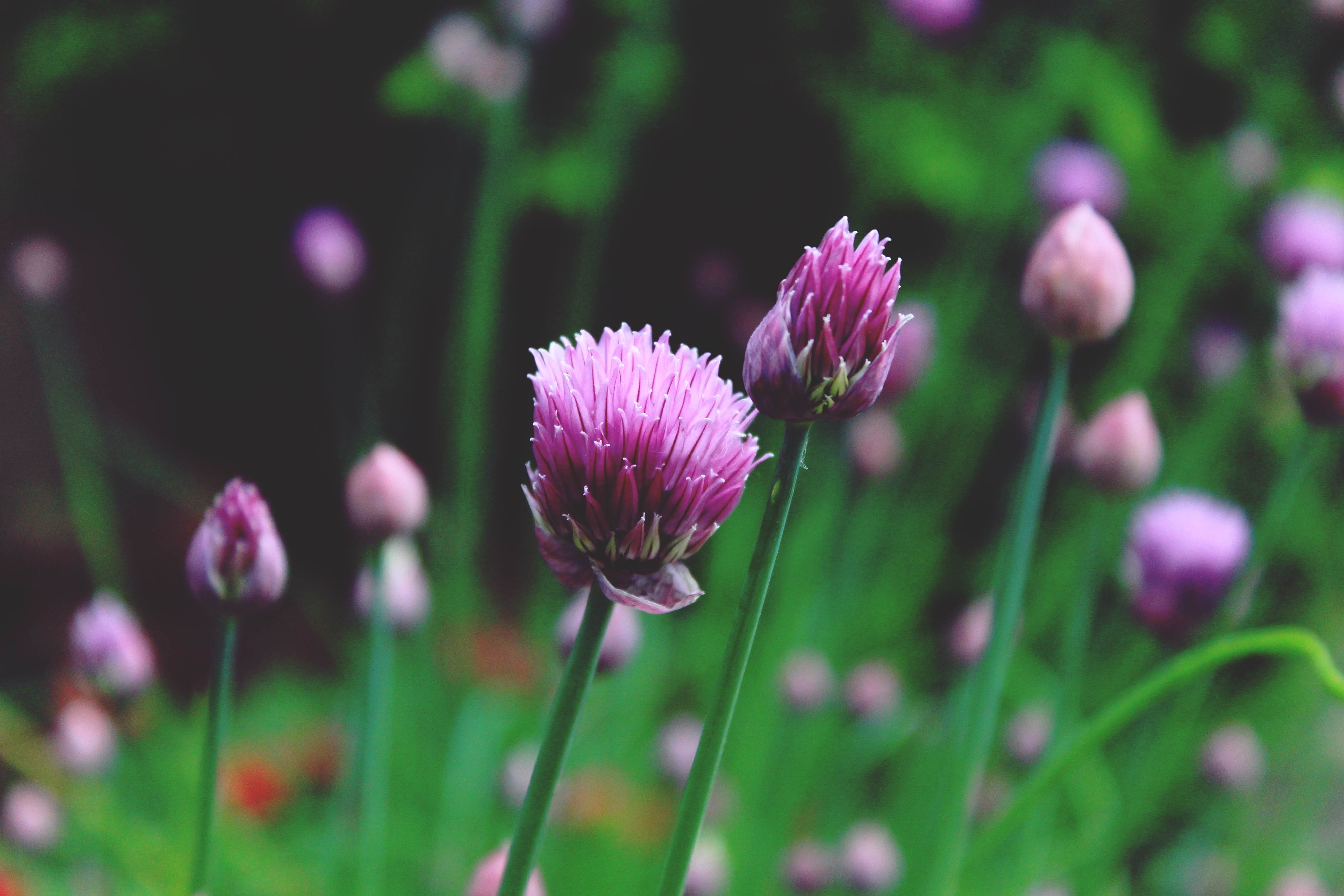 Wallpapers flowers chives garlic chives on the desktop