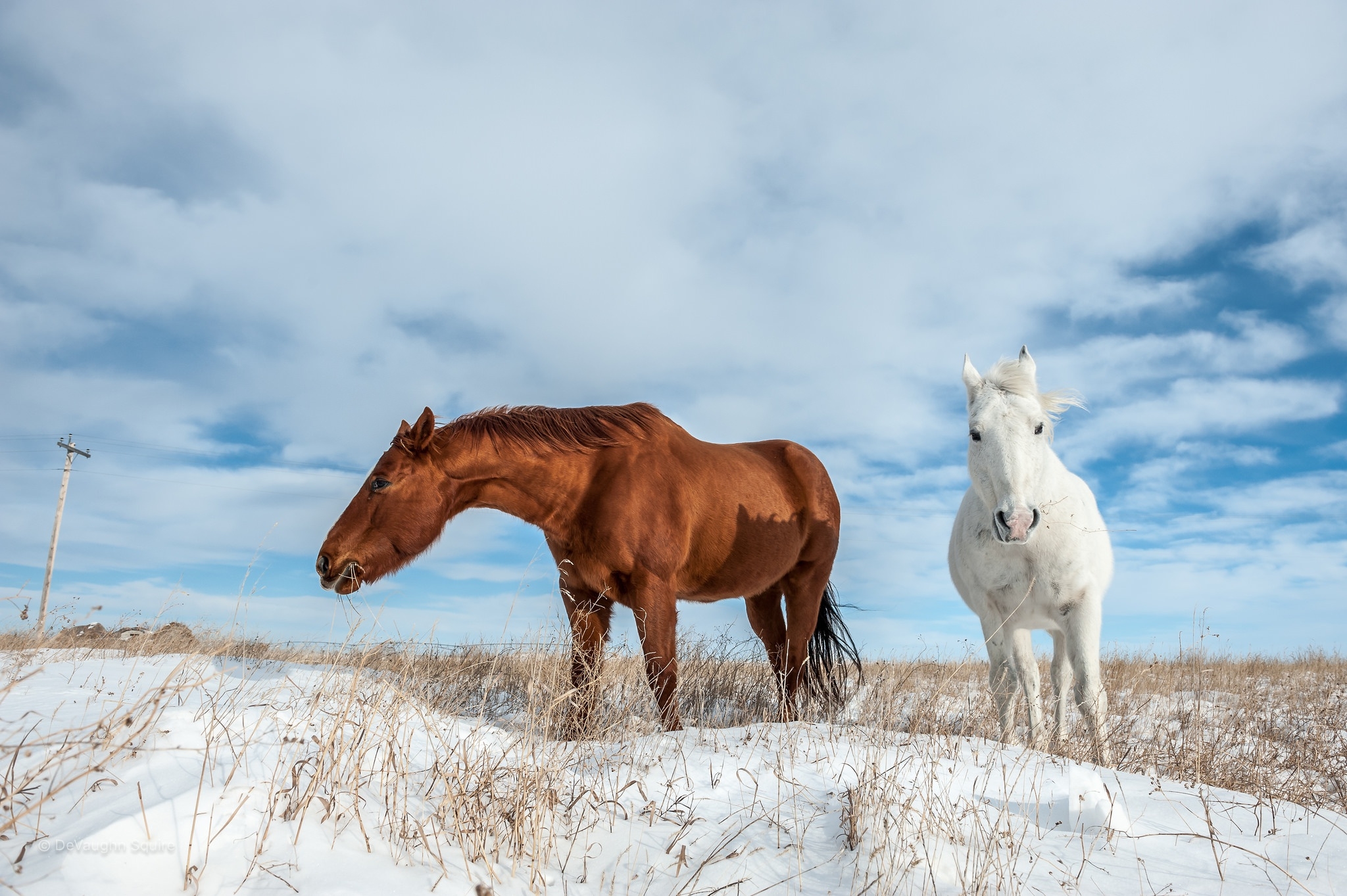 一匹白马和一匹棕马在雪地里行走