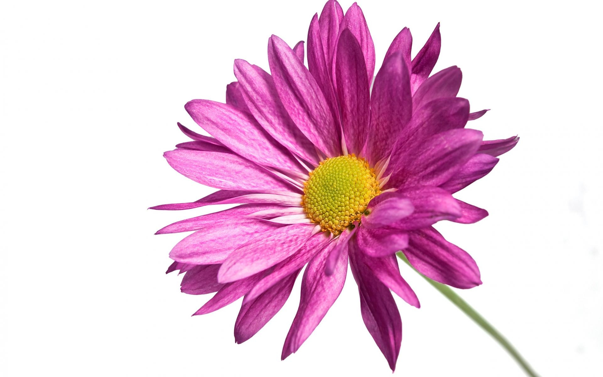 Free photo Close-up of a fleeting flower