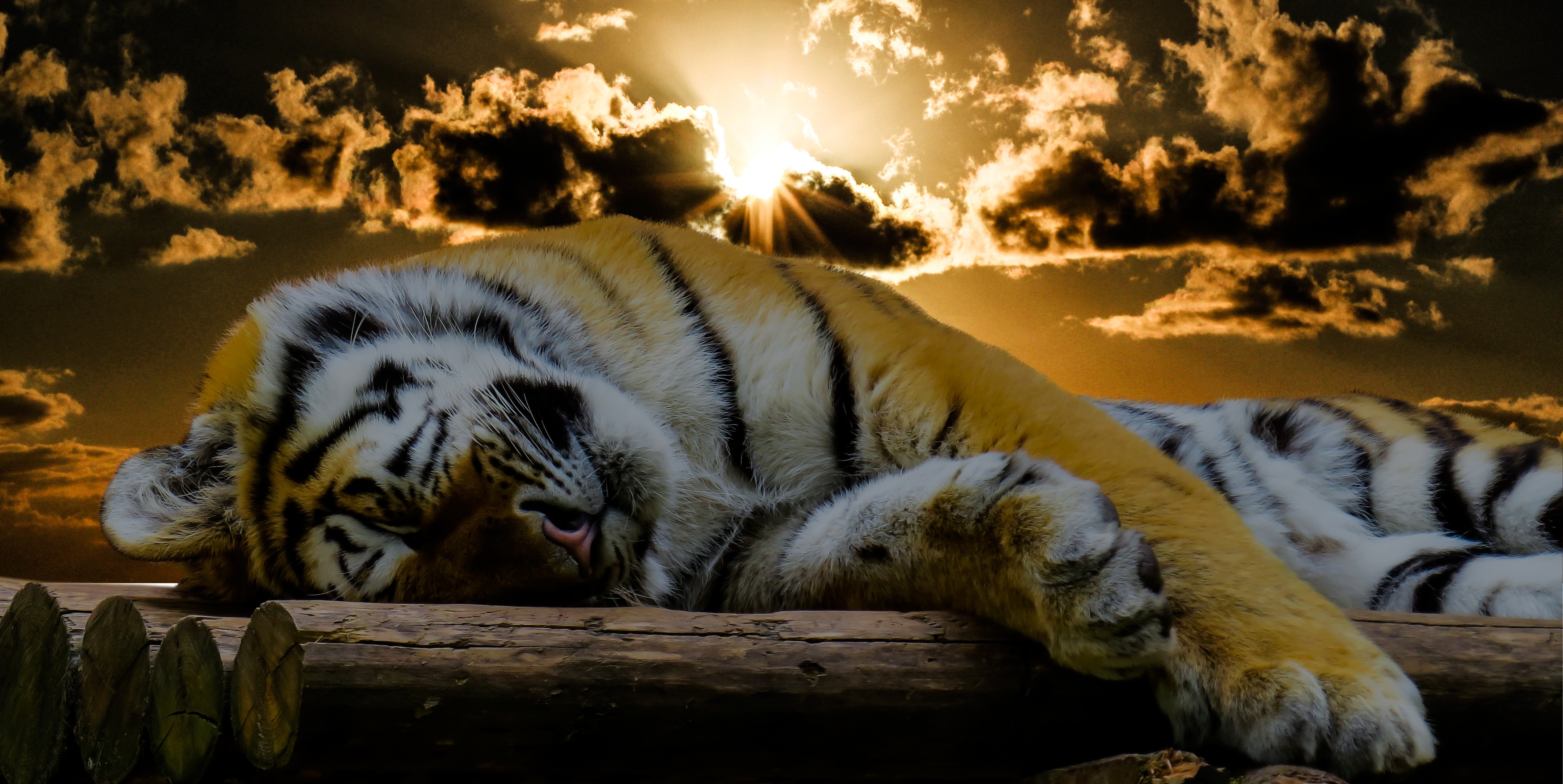 Wallpapers sunset wildlife relax on the desktop