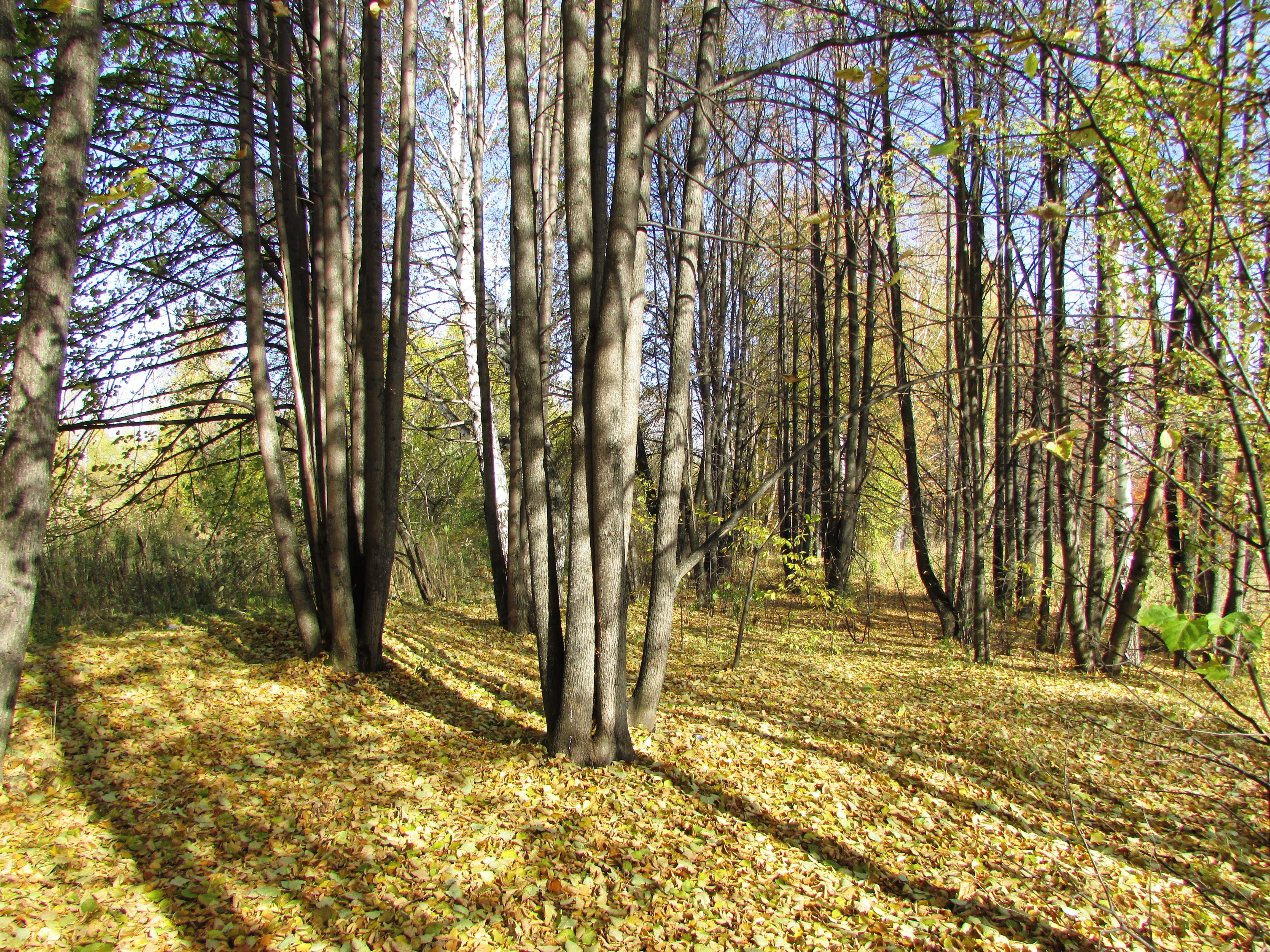 A linden grove in the fall